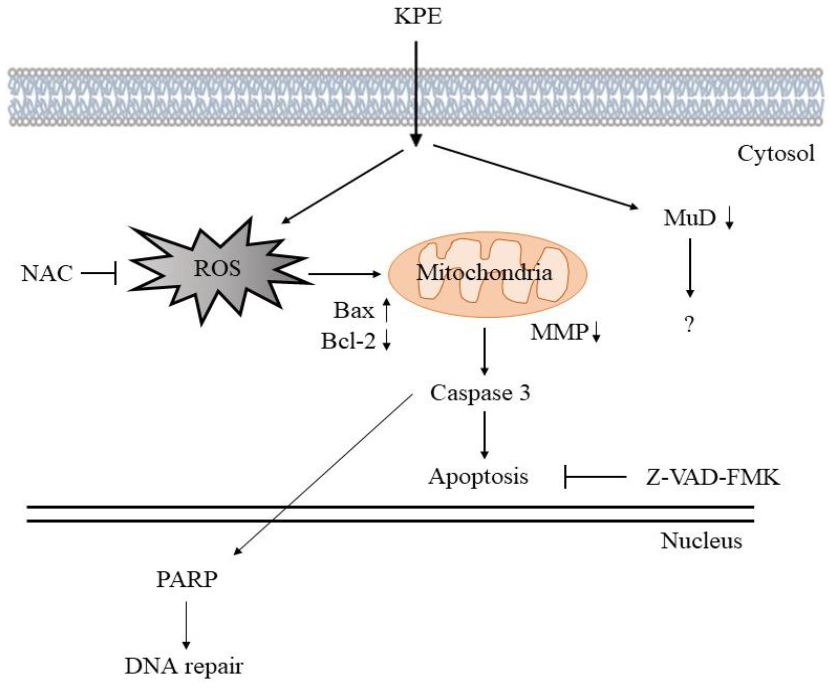 Medicina 60 01371 g010