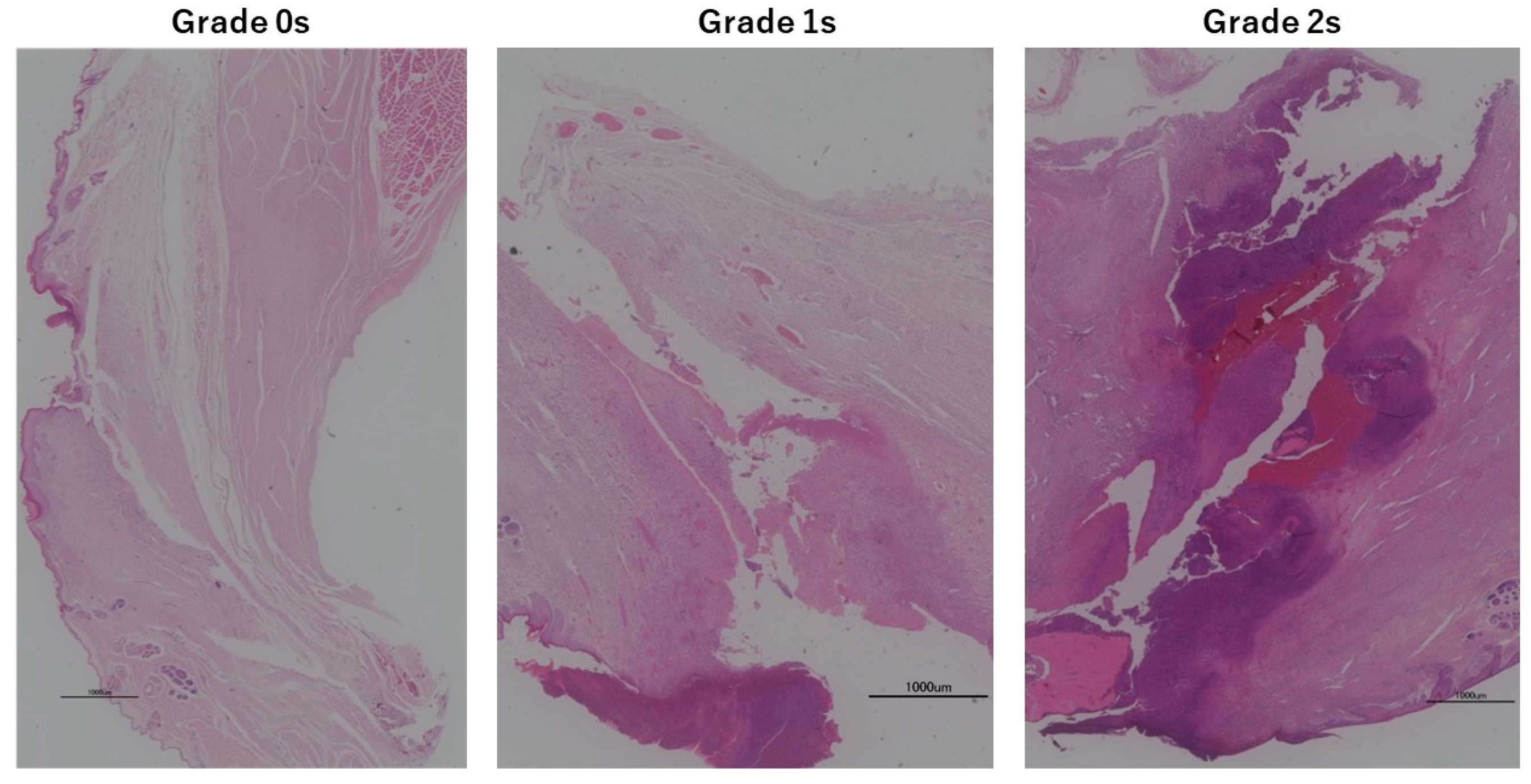 Medicina 60 01419 g002 Medicina 60 01419 g002
