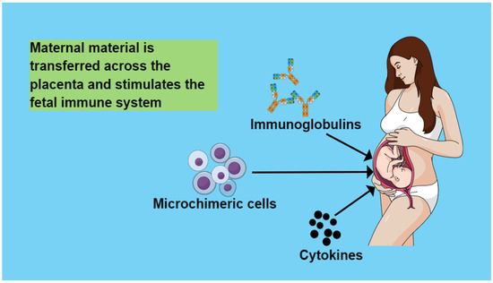 Deciphering the Role of Maternal Microchimerism in Offspring 