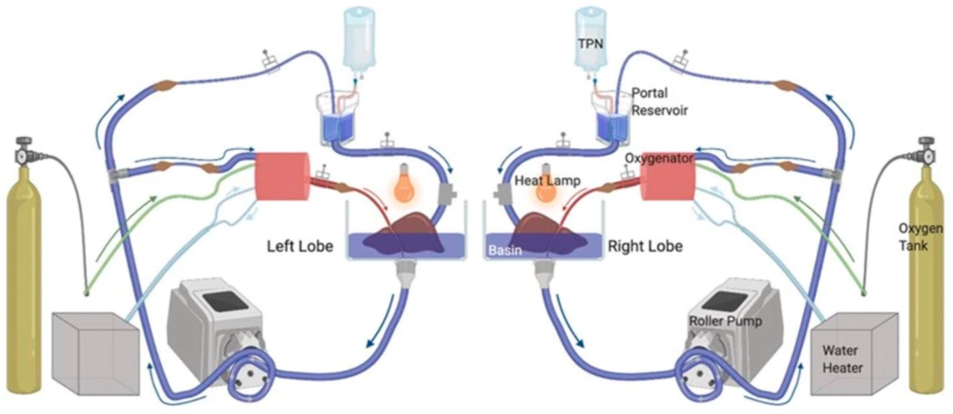 Medicina 60 01507 g002