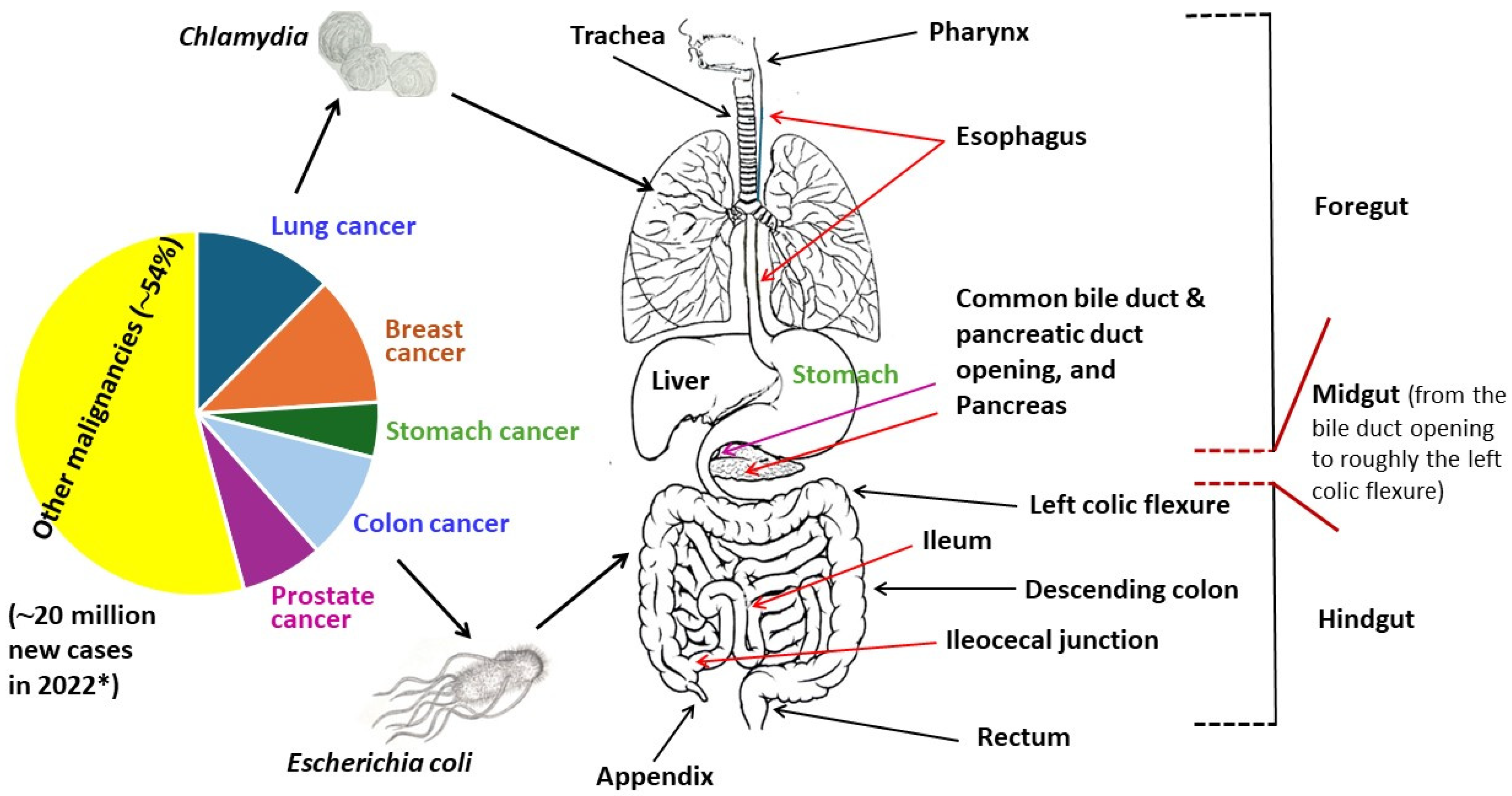 Medicina 60 01515 g001