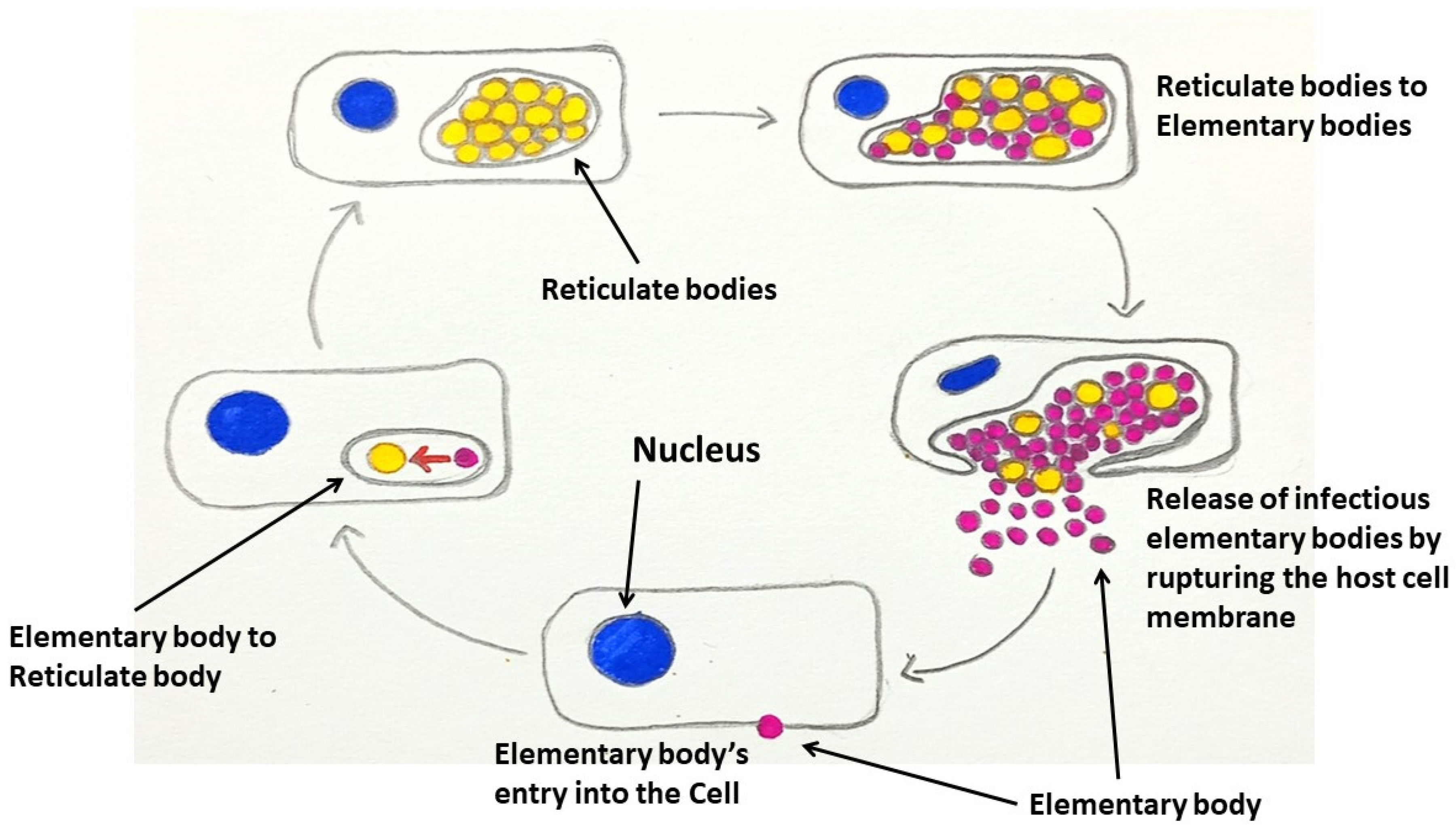 Medicina 60 01515 g003