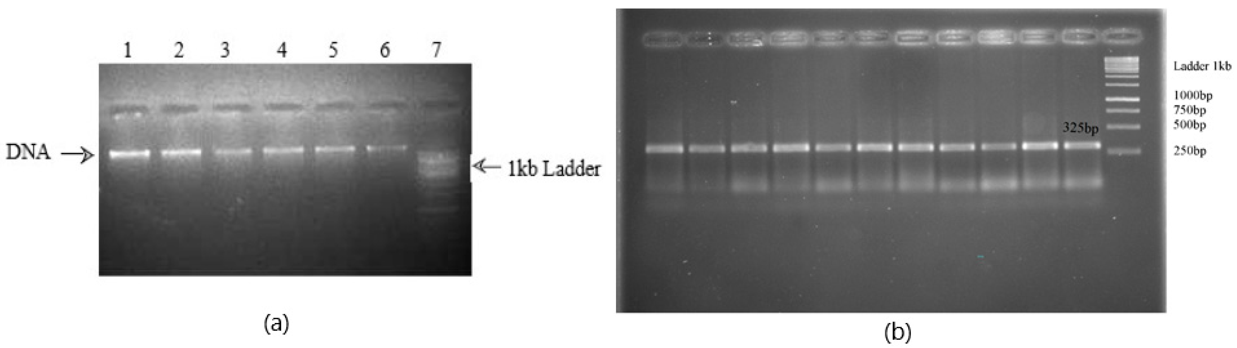 Medicina 60 01540 g001