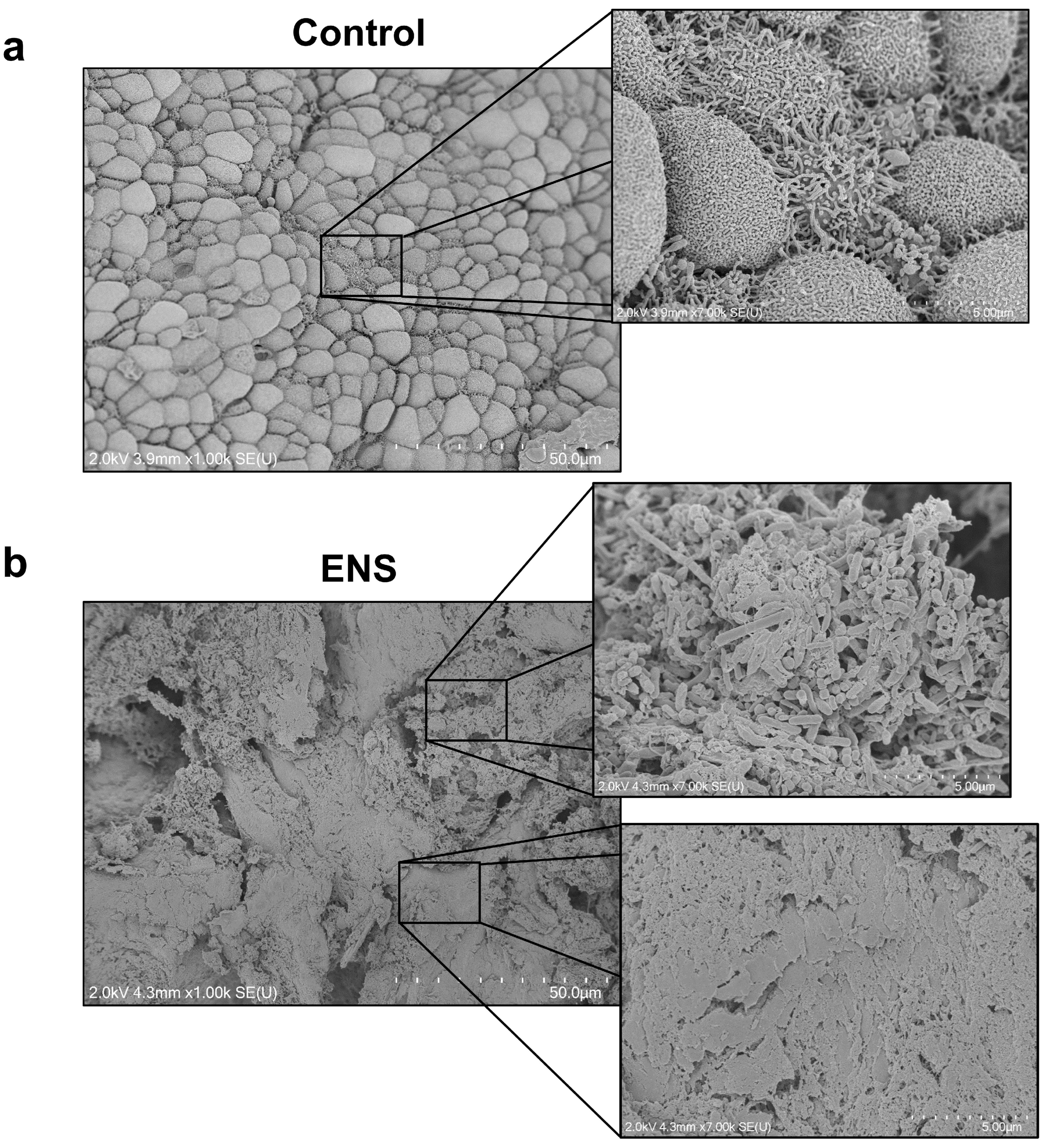 Medicina 60 01559 g002