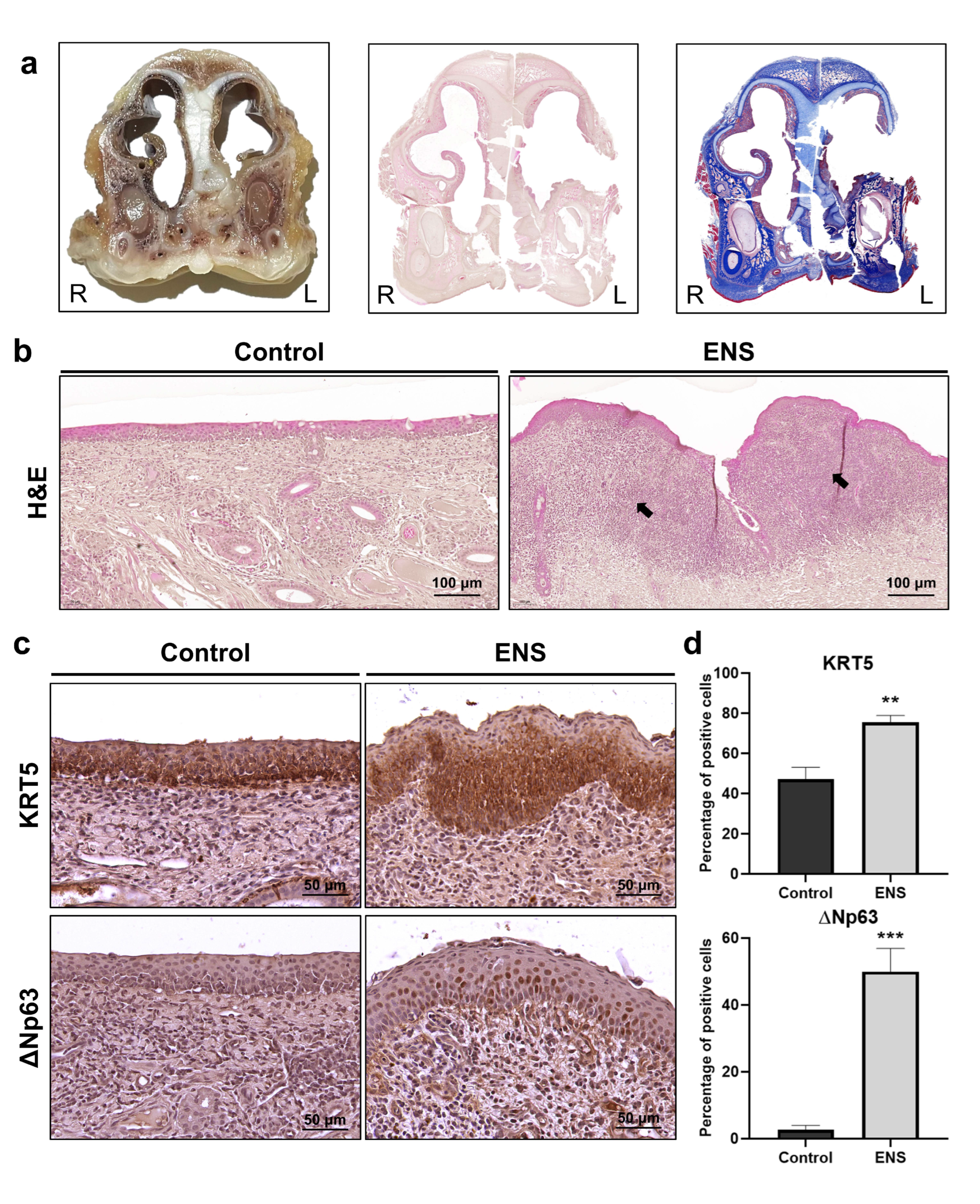 Medicina 60 01559 g003