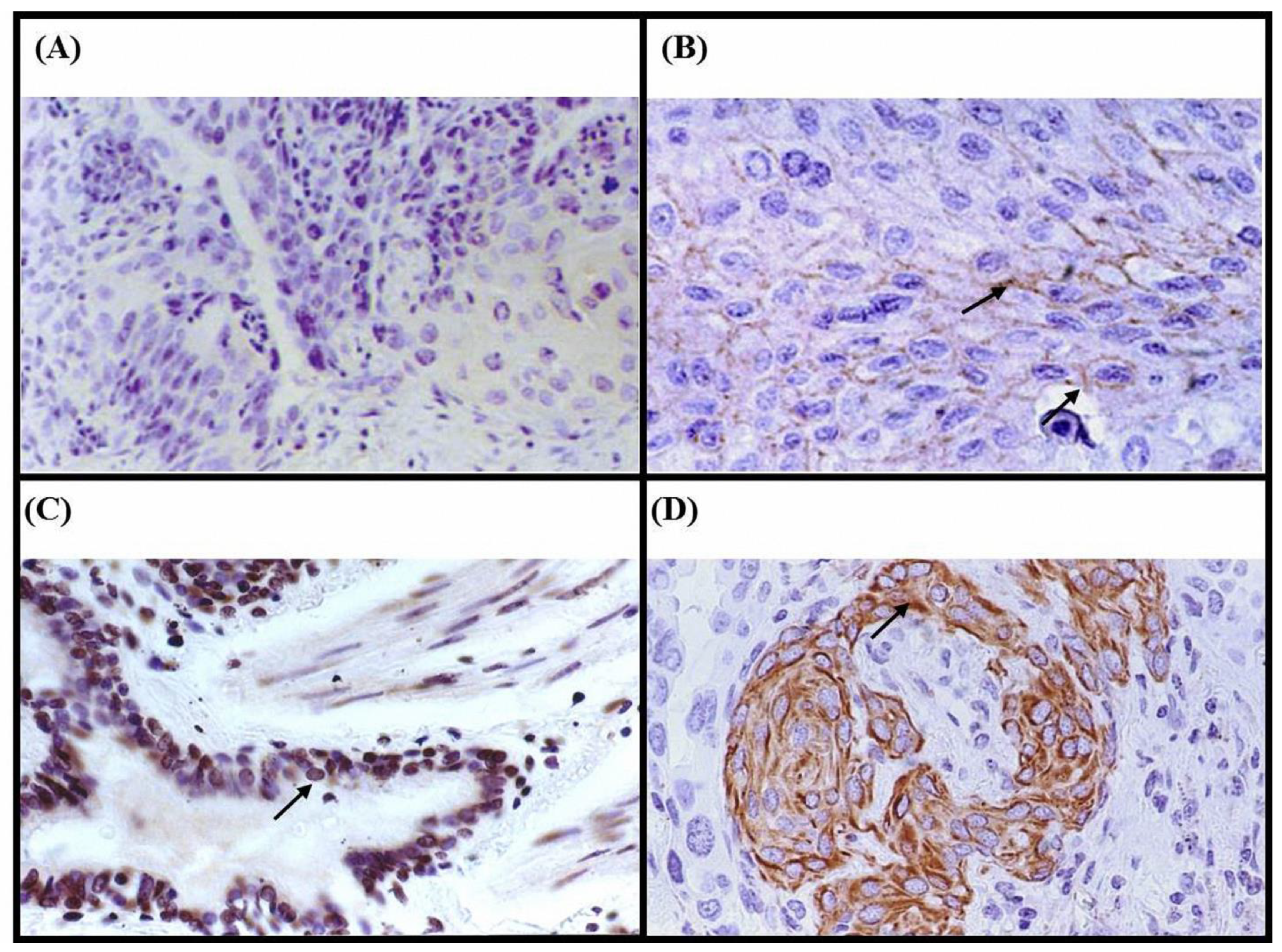 Medicina 60 01641 g001