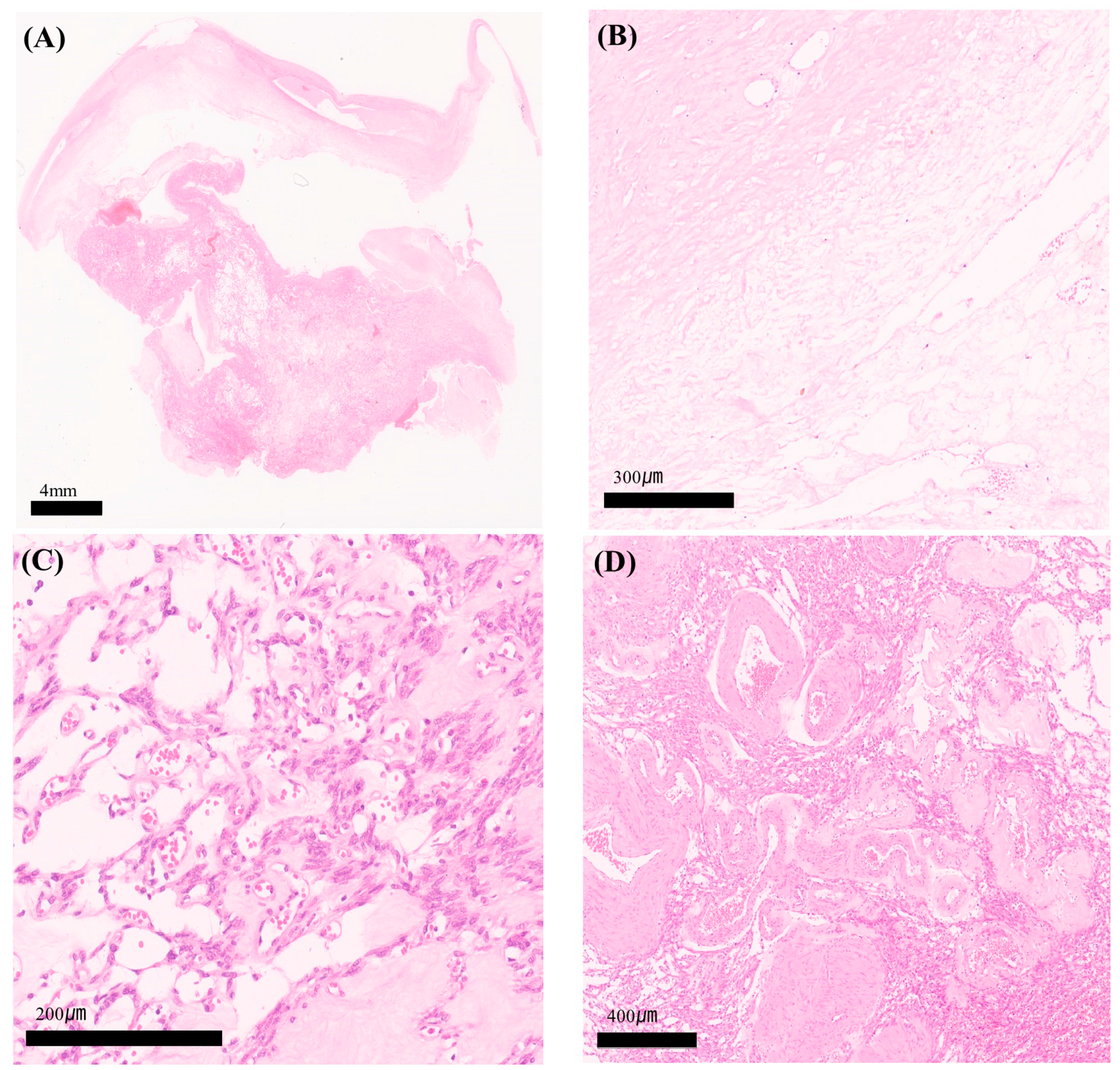 Medicina 60 01645 g003 Medicina 60 01645 g003