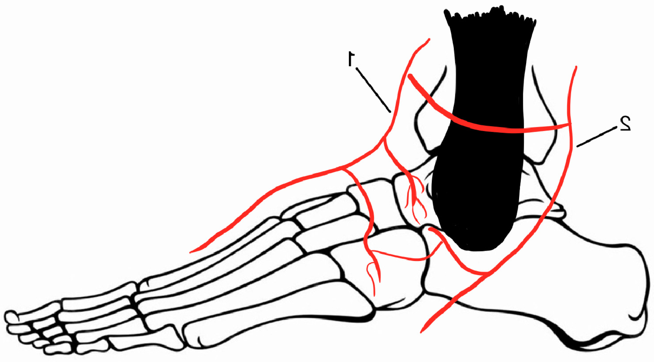 Medicina 60 01692 g002