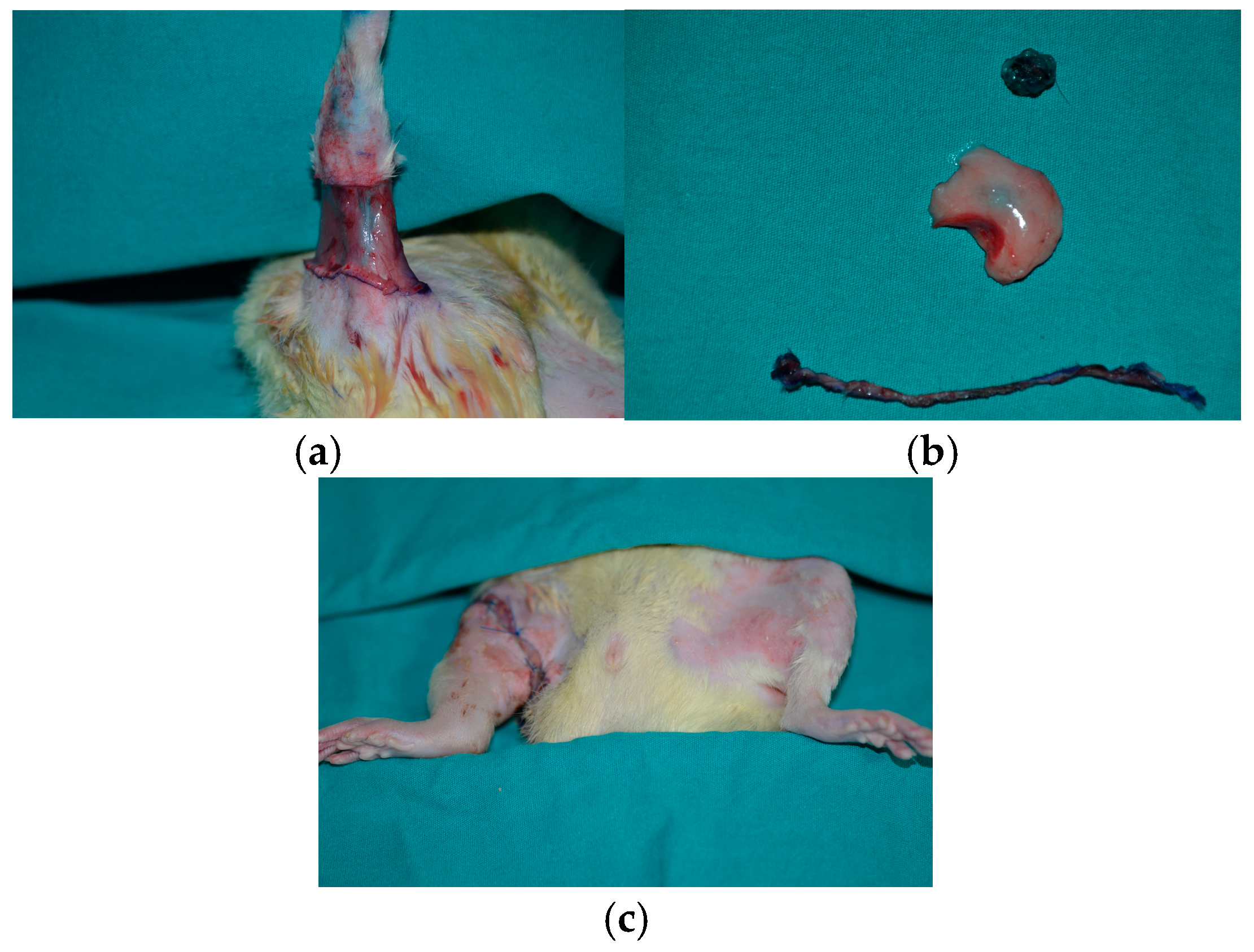 Medicina 60 01788 g001