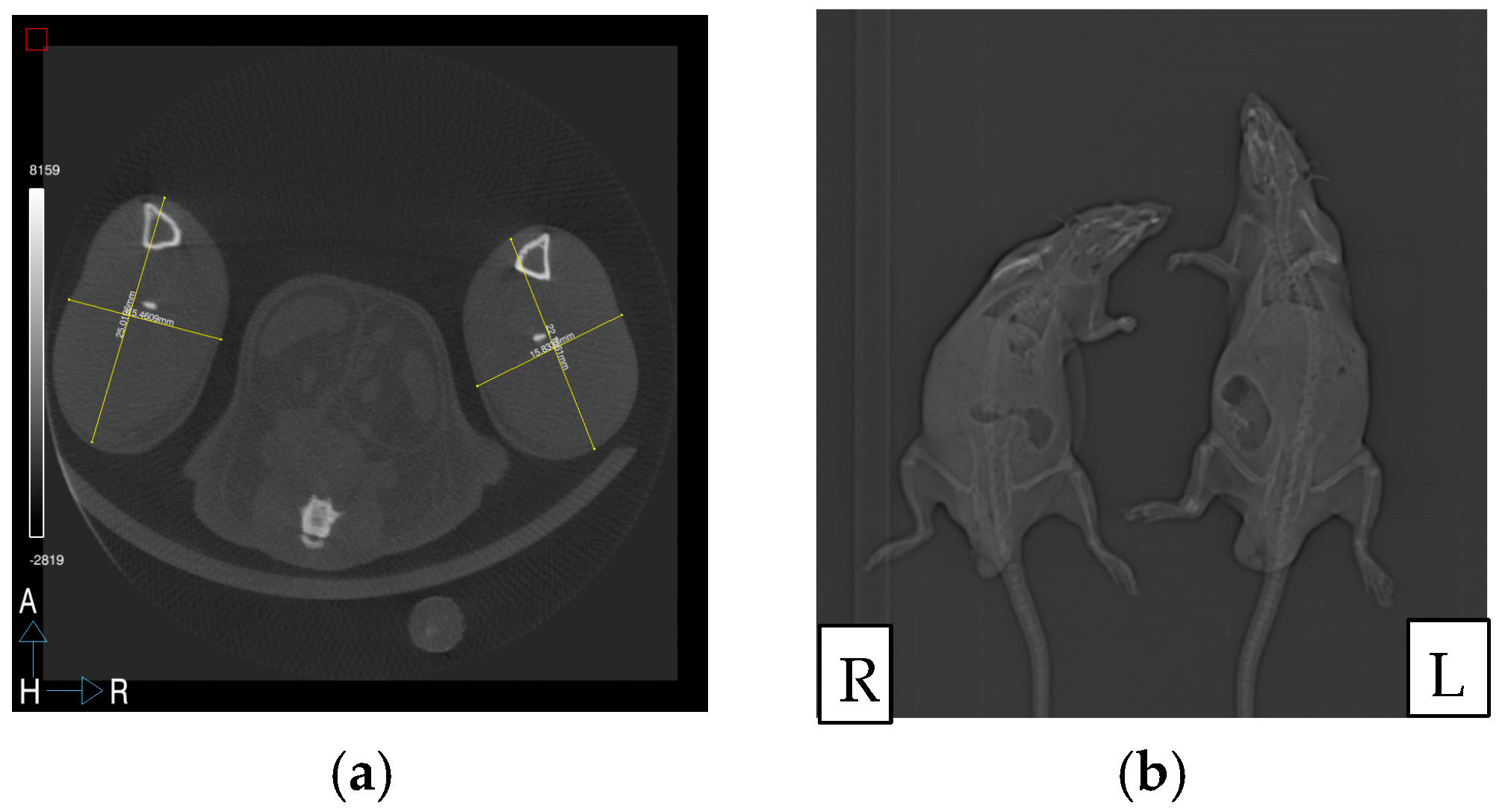 Medicina 60 01788 g002