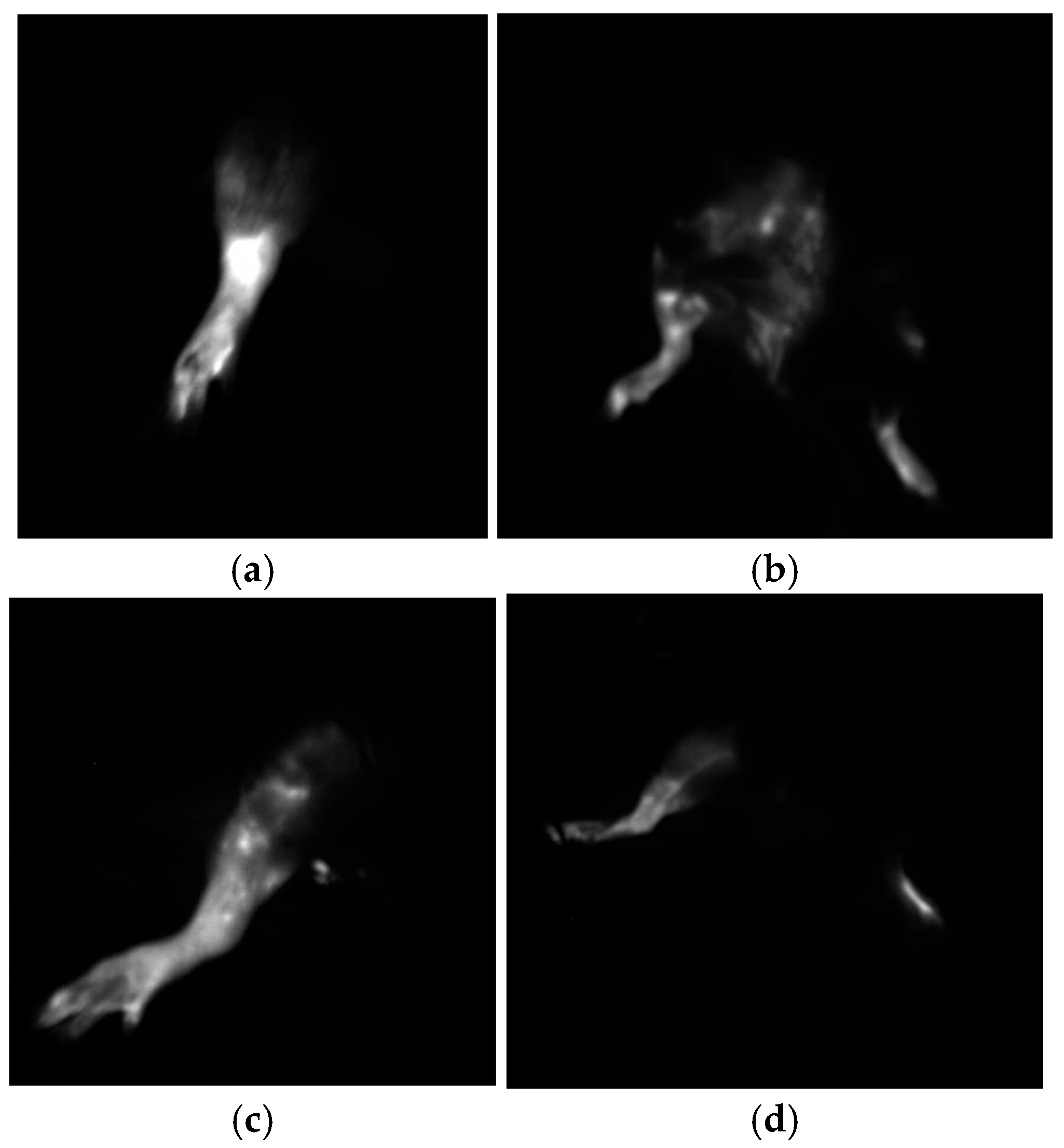 Medicina 60 01788 g003