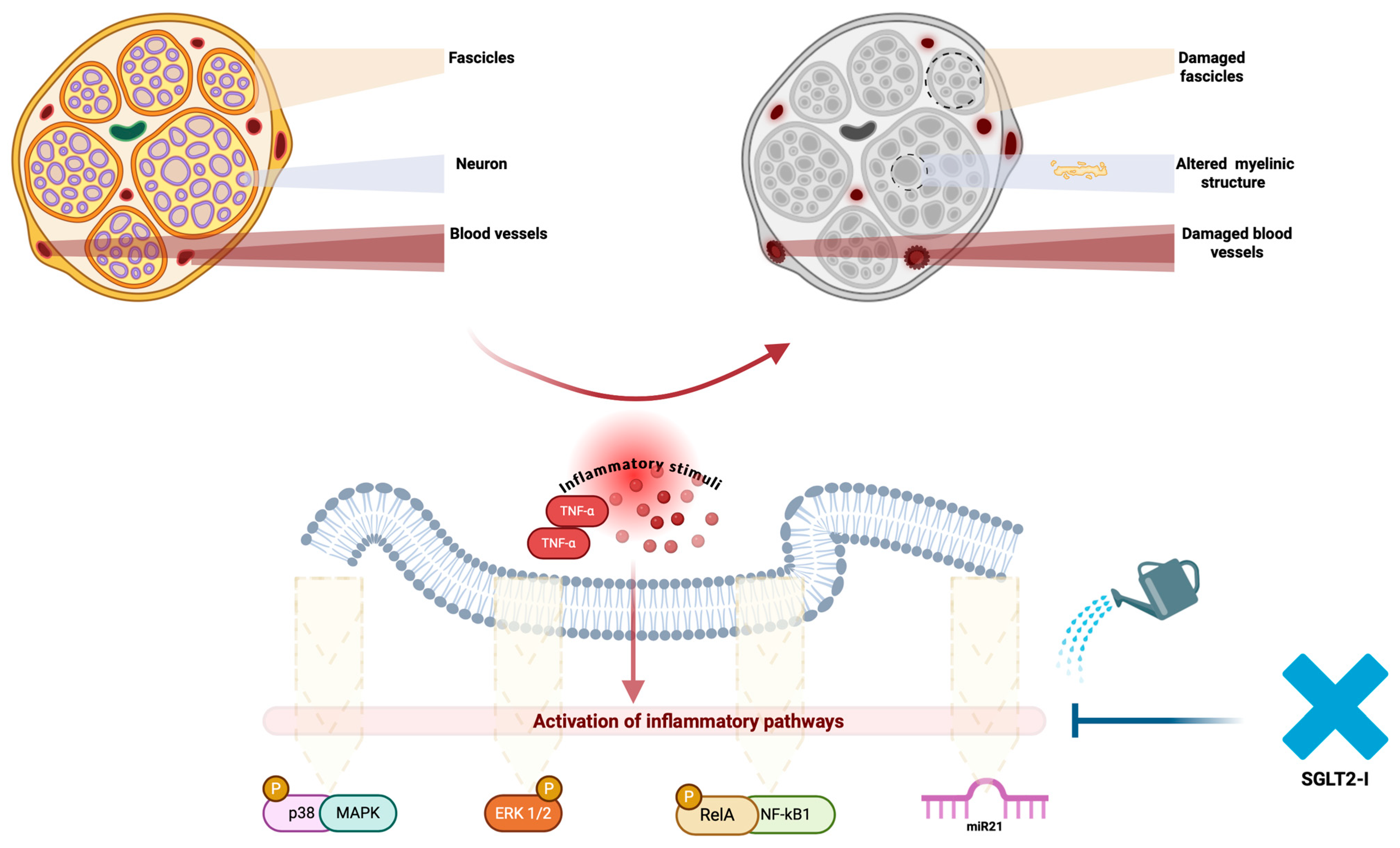 Medicina 60 01796 g002