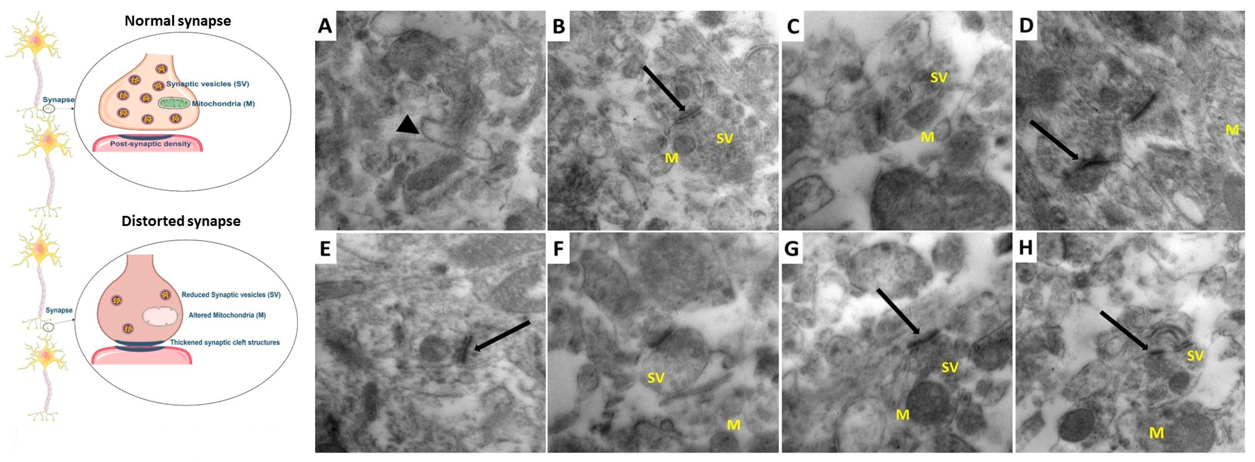 Medicina 60 01802 g016
