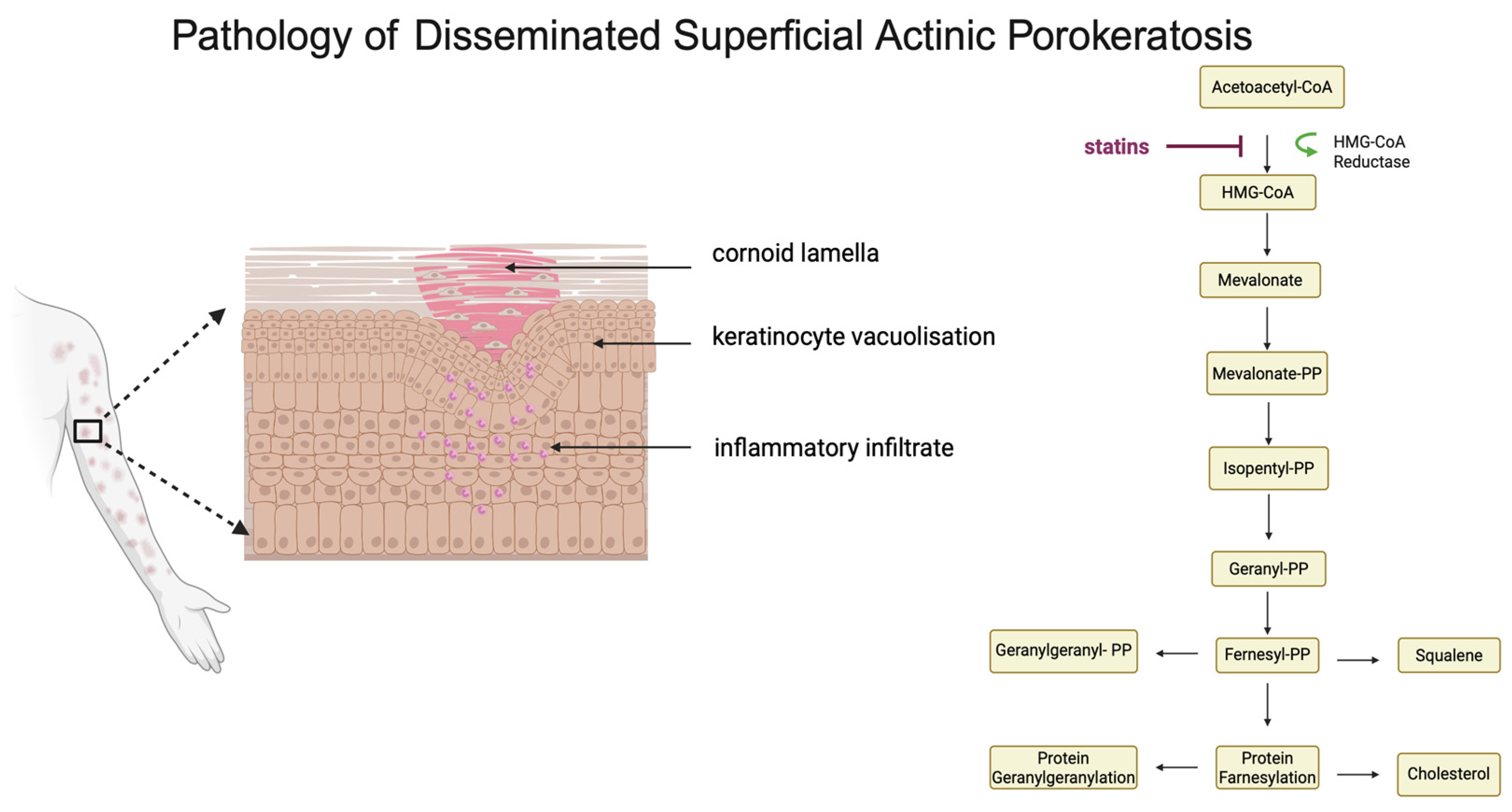Medicina 60 01876 g001