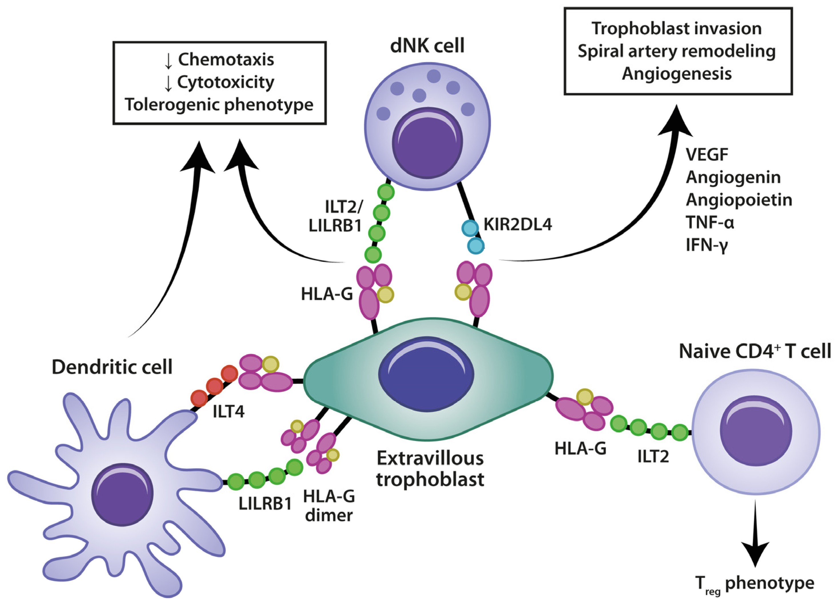 Medicina 60 01896 g001