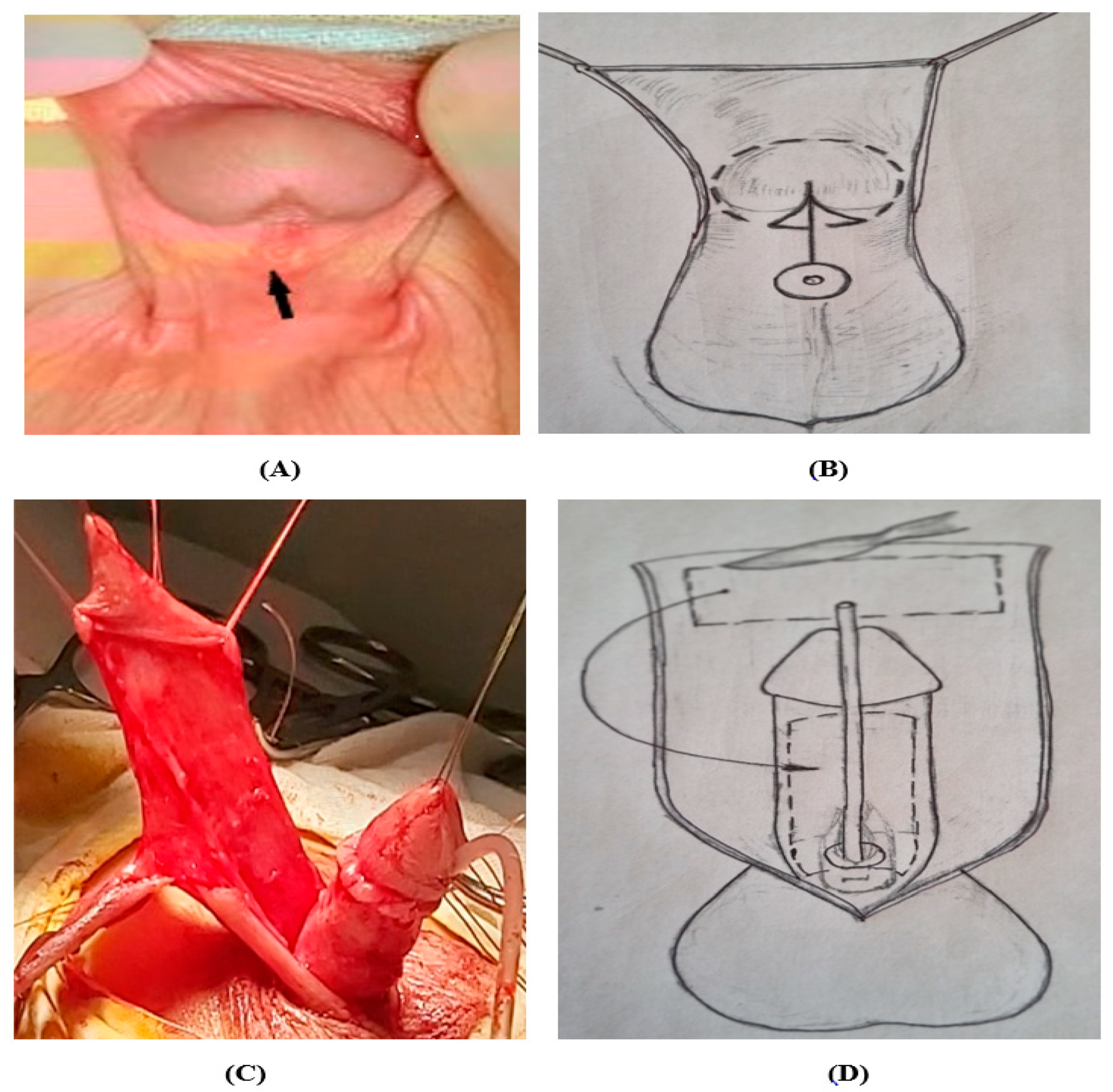 Medicina 60 01903 g003a