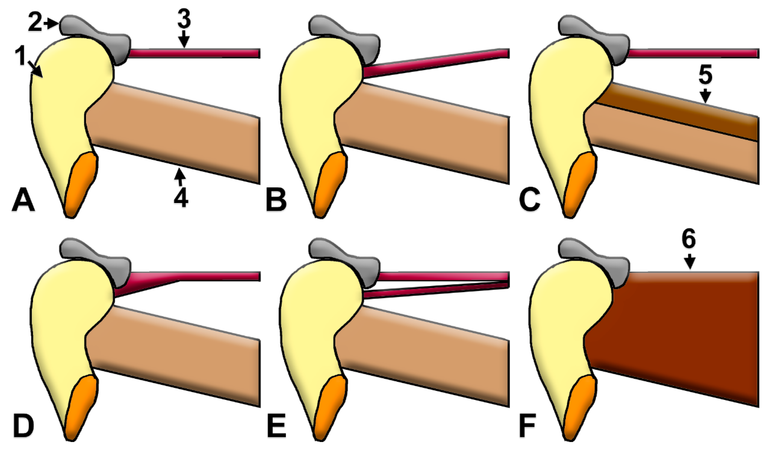 Medicina 60 01913 g005