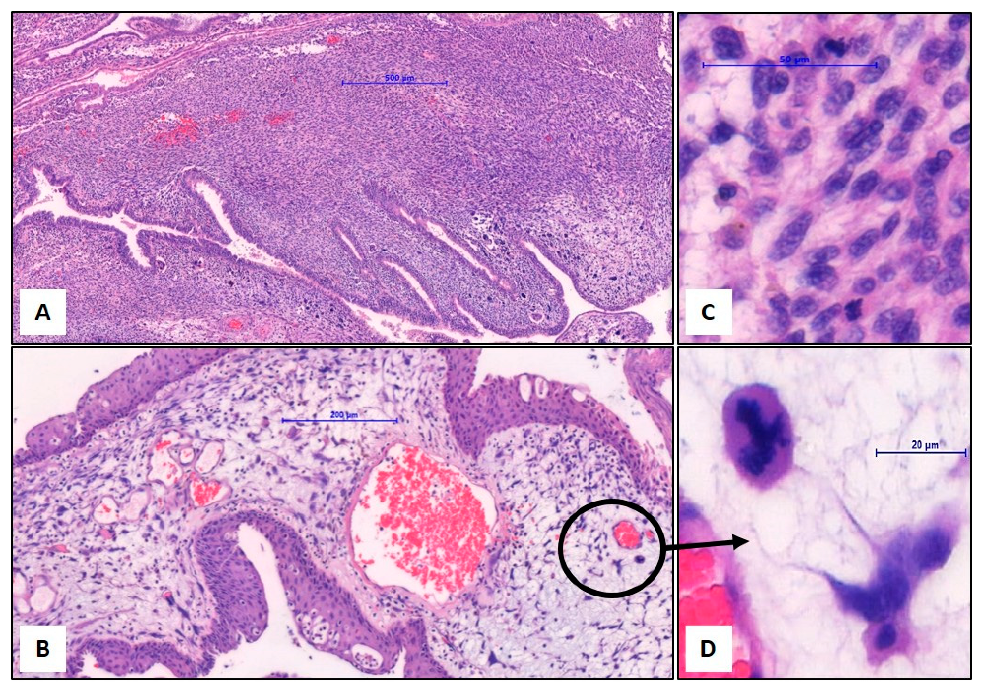 Medicina 60 01918 g002