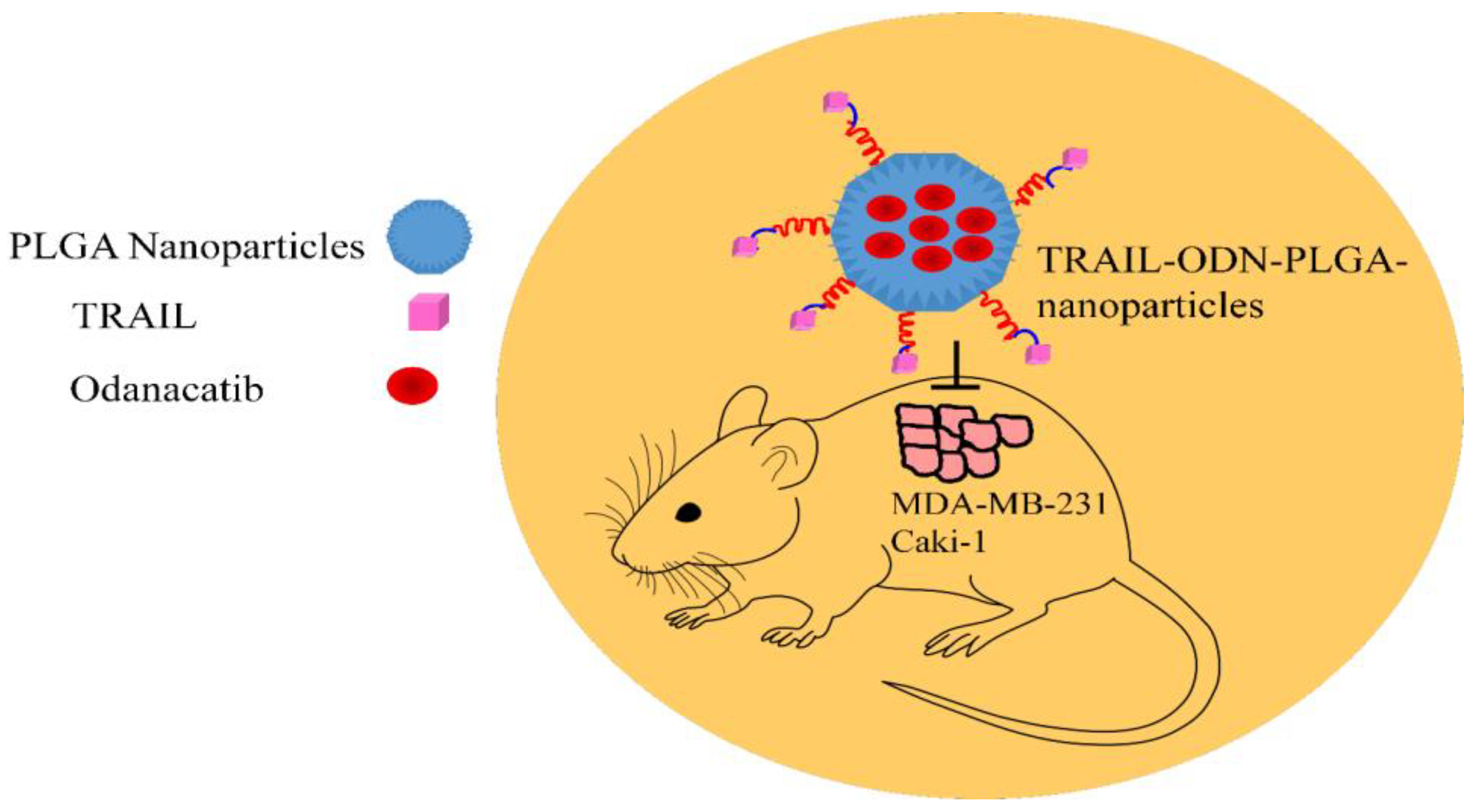 Medicina 60 01977 g002 Medicina 60 01977 g002