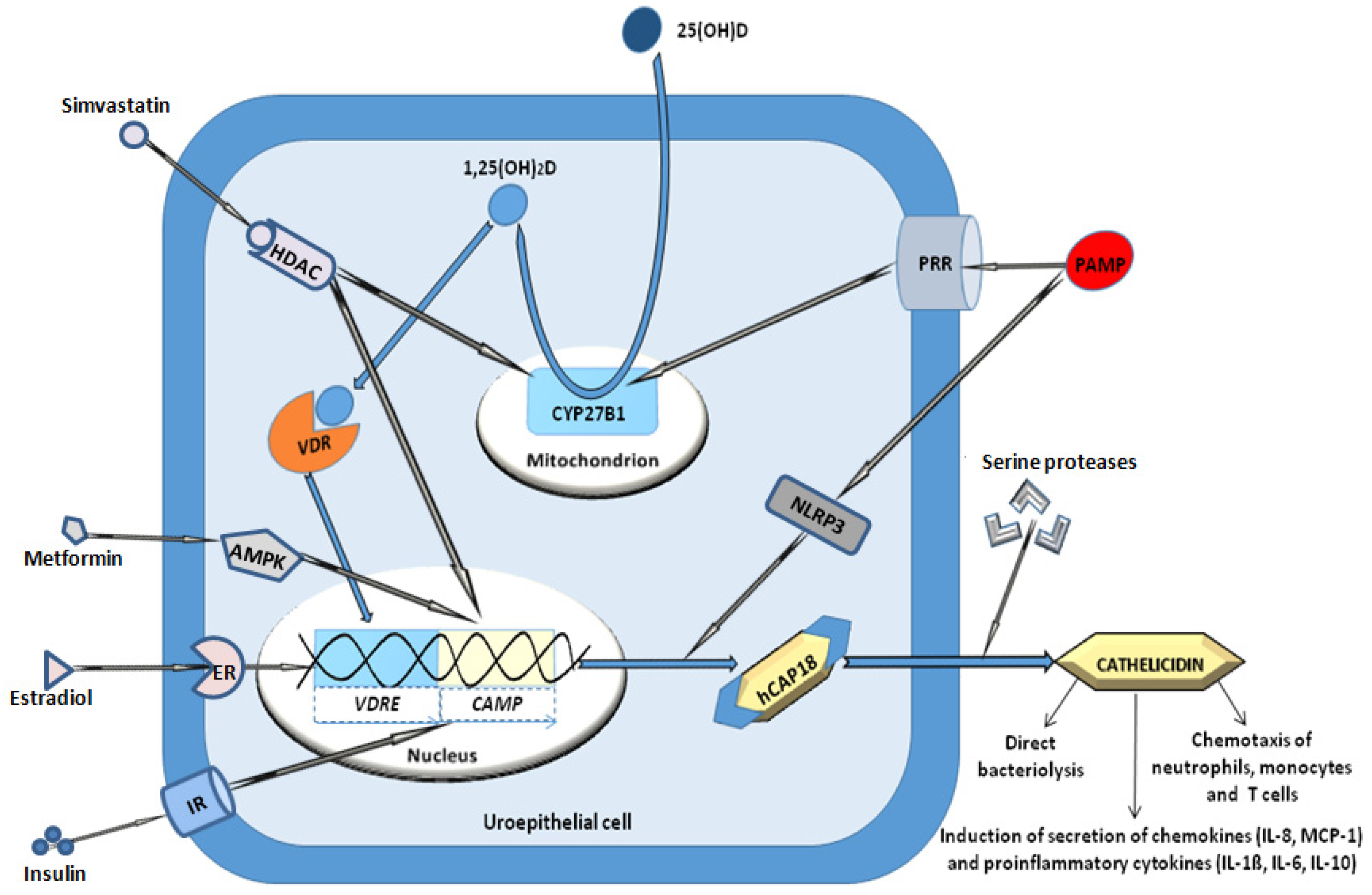 Medicina 60 02015 g001