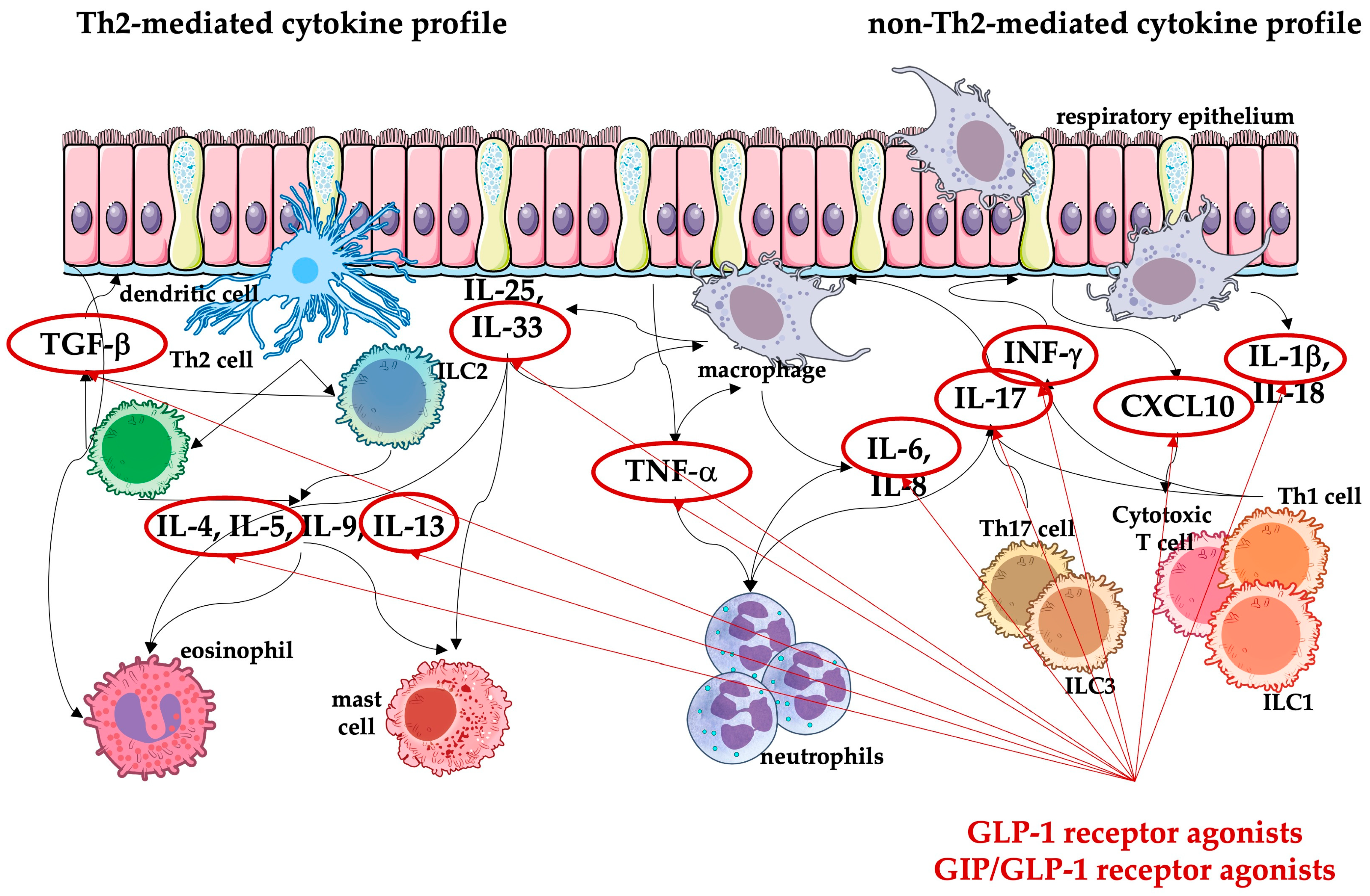 Medicina 60 02030 g002