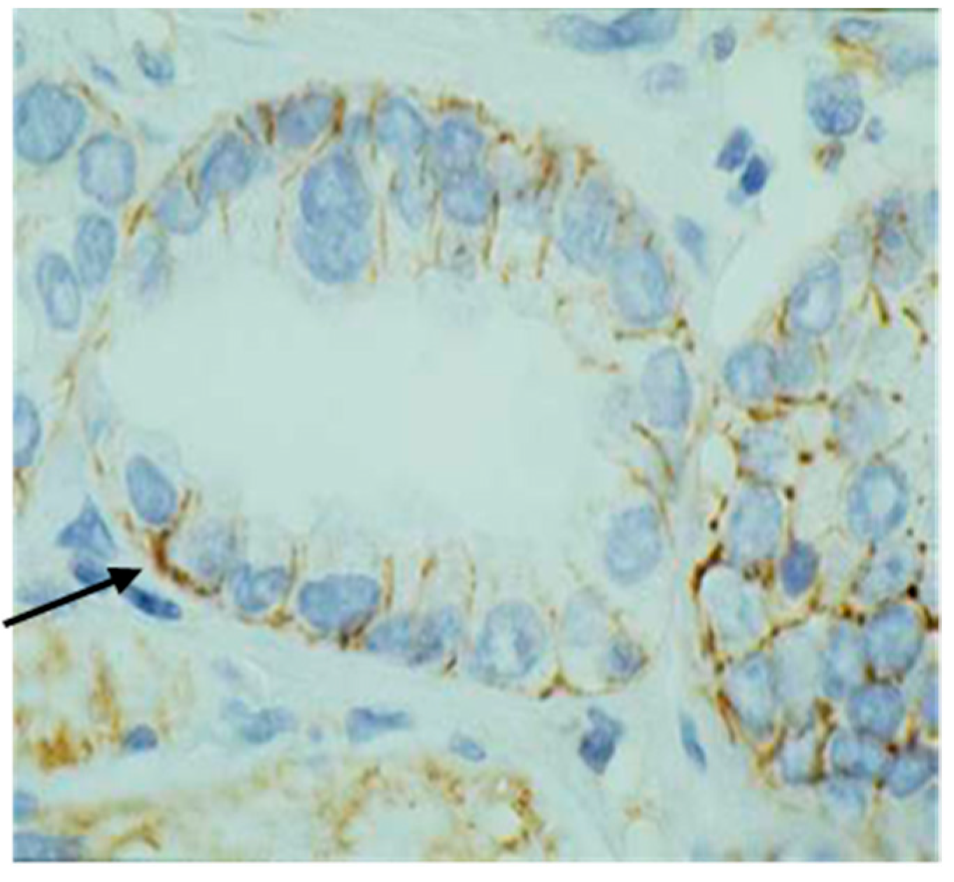 Medicina 60 02032 g001