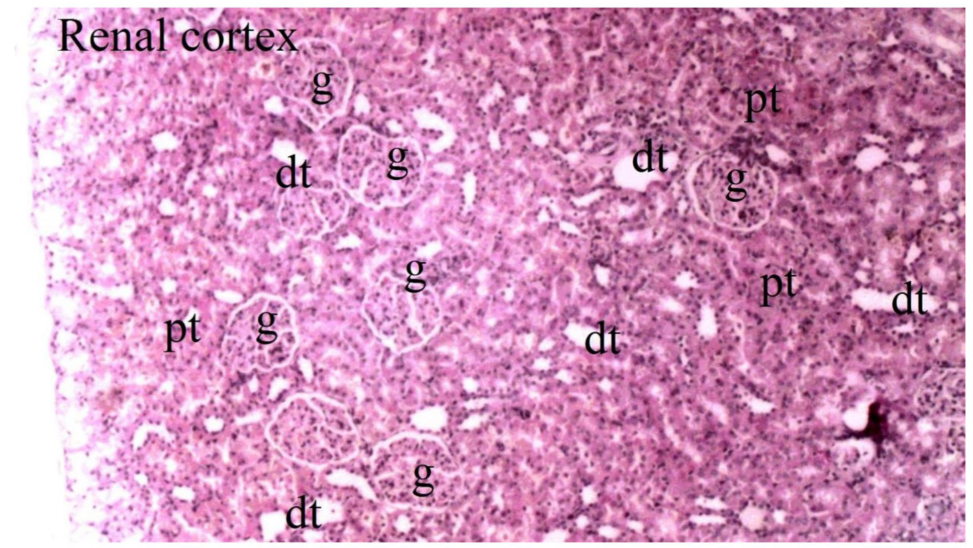 Medicina 60 02044 g008