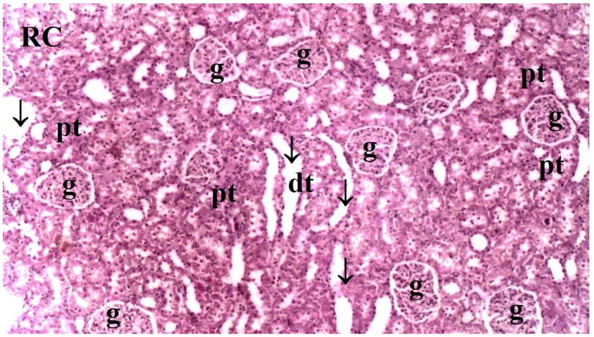 Medicina 60 02044 g009