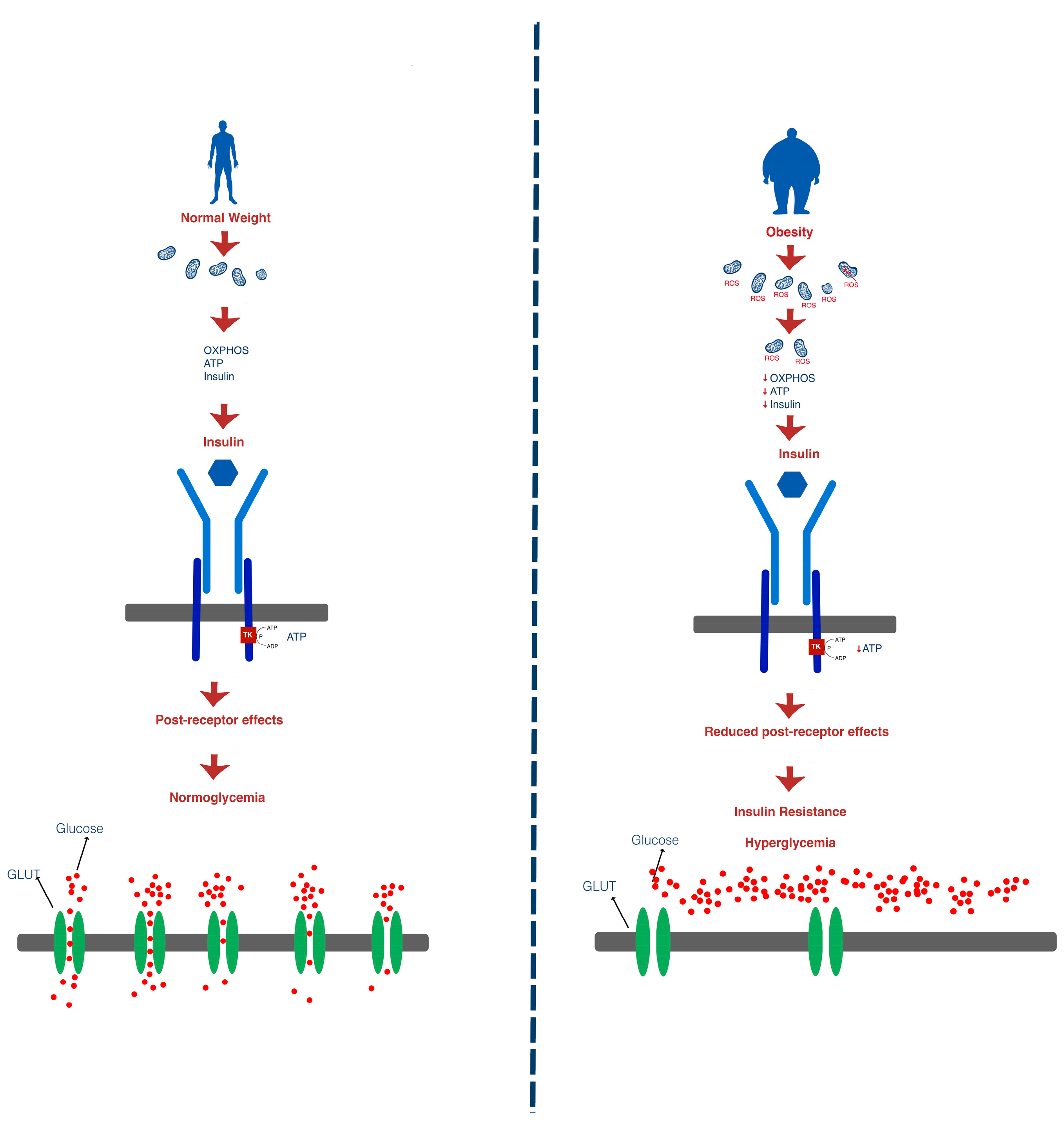 Medicina 60 02067 g002