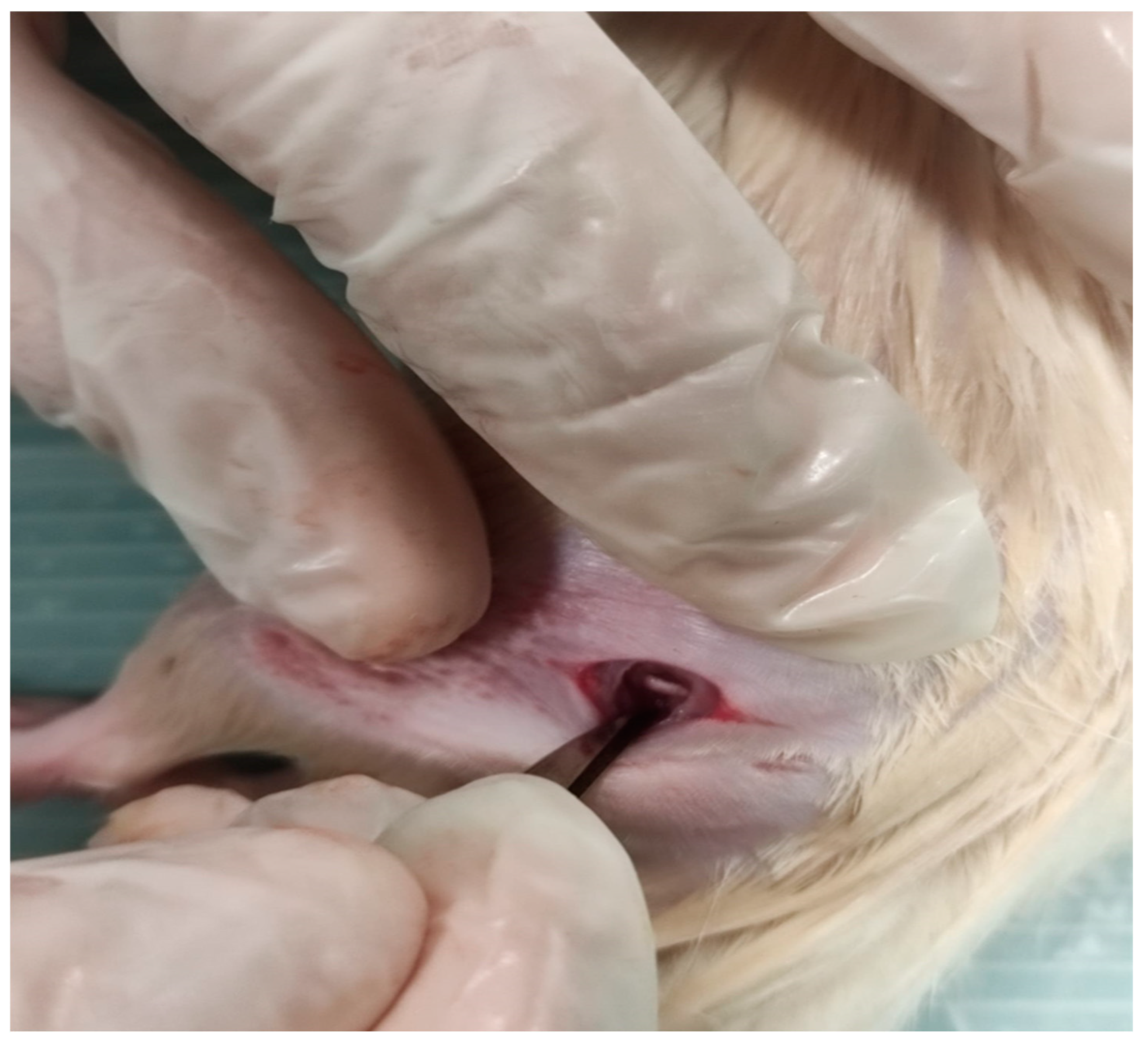 Medicina 60 02097 g002 Medicina 60 02097 g002