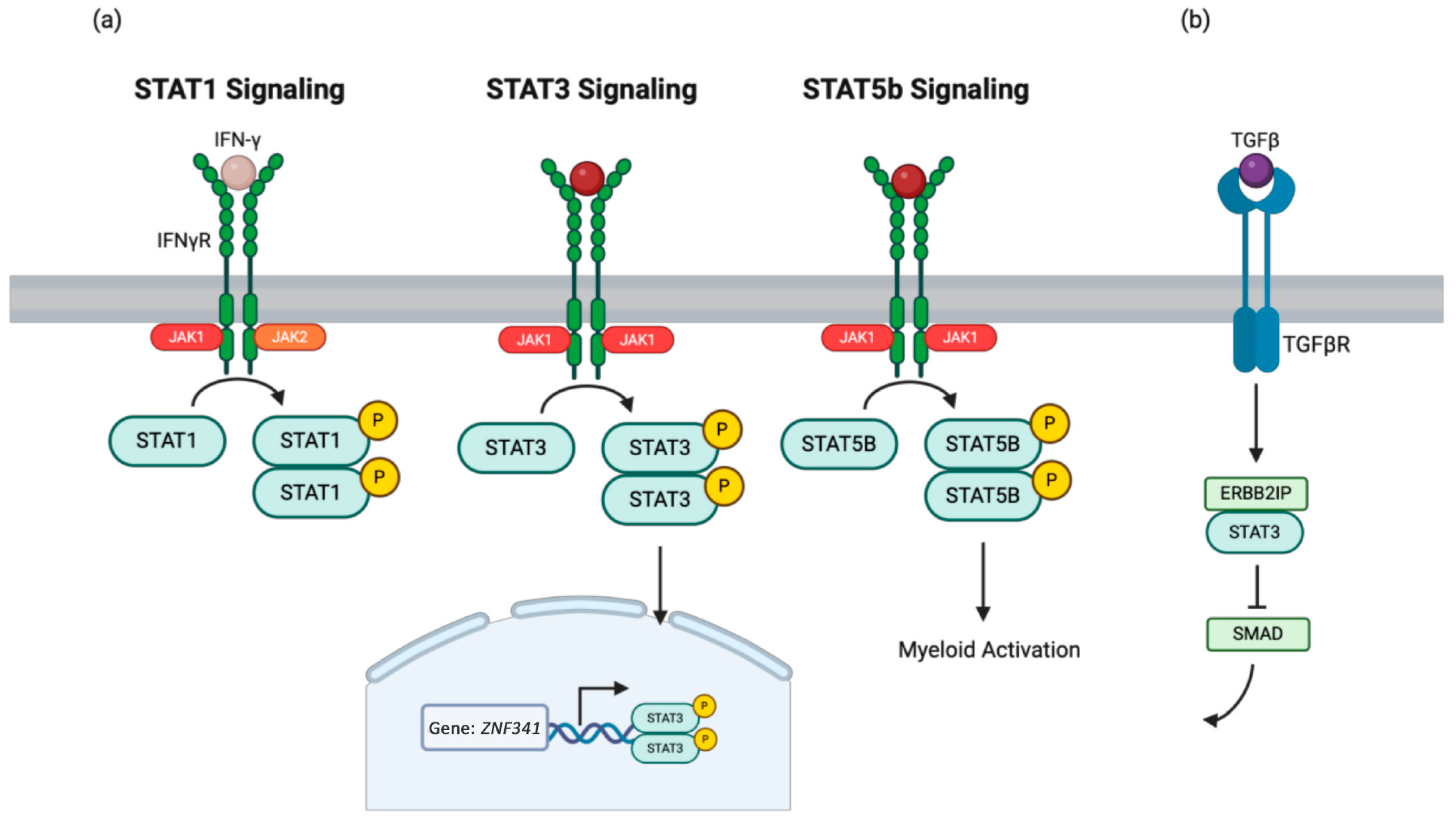 Medicina 61 00062 g002