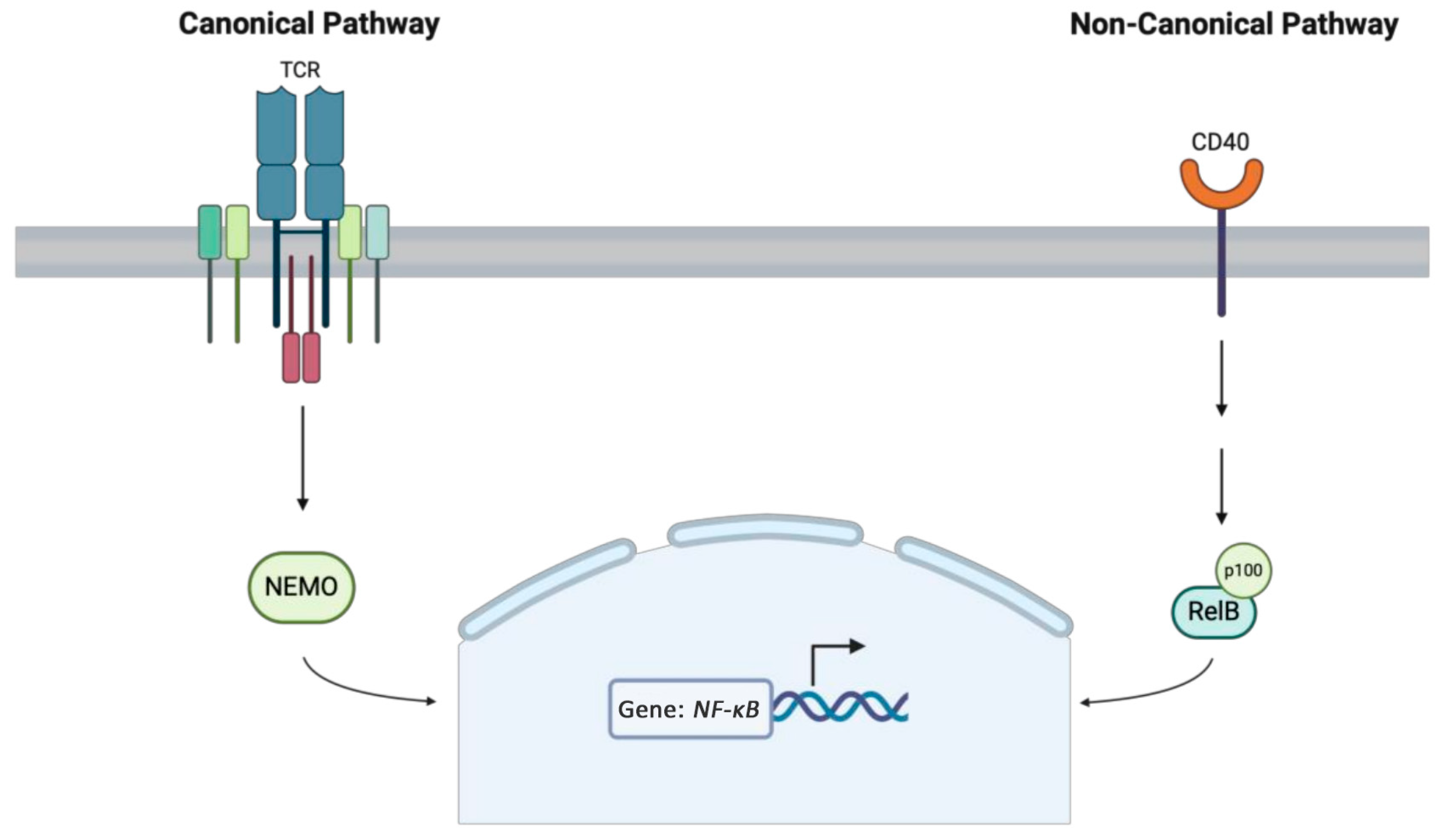 Medicina 61 00062 g003