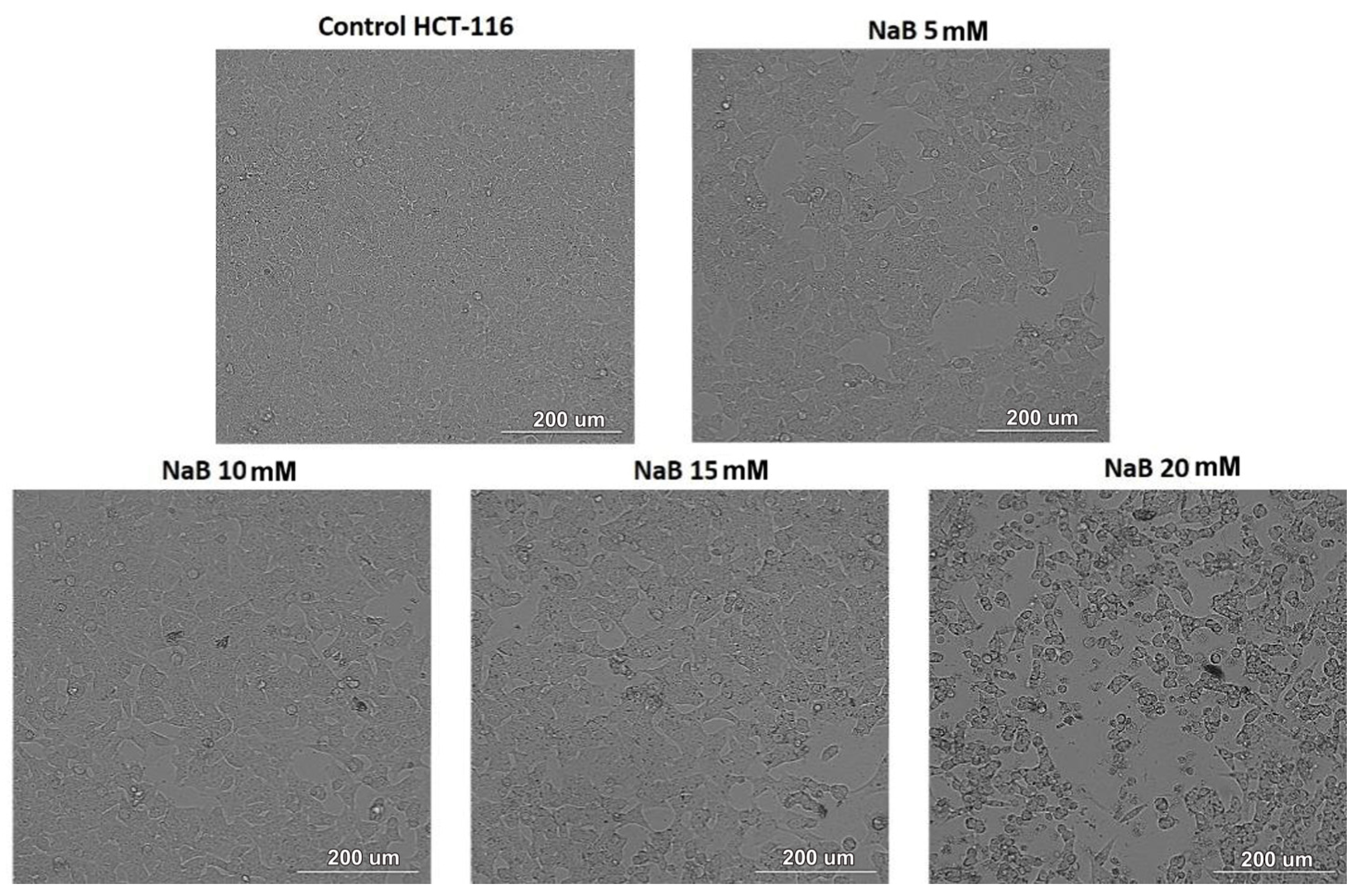 Medicina 61 00136 g003