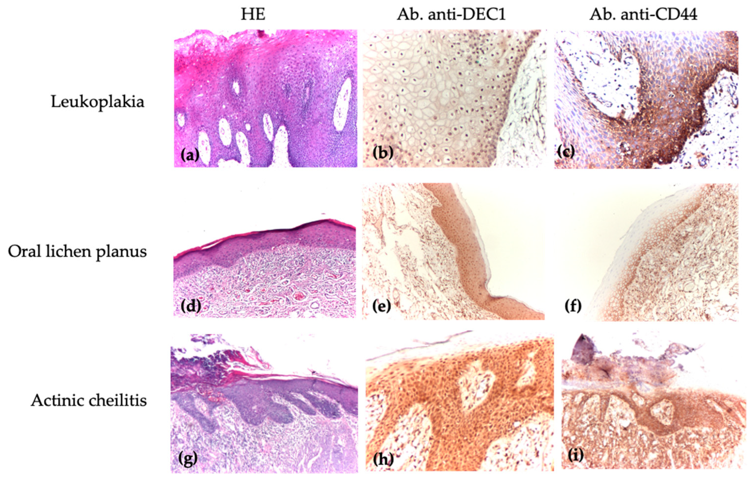 Medicina 61 00251 g003