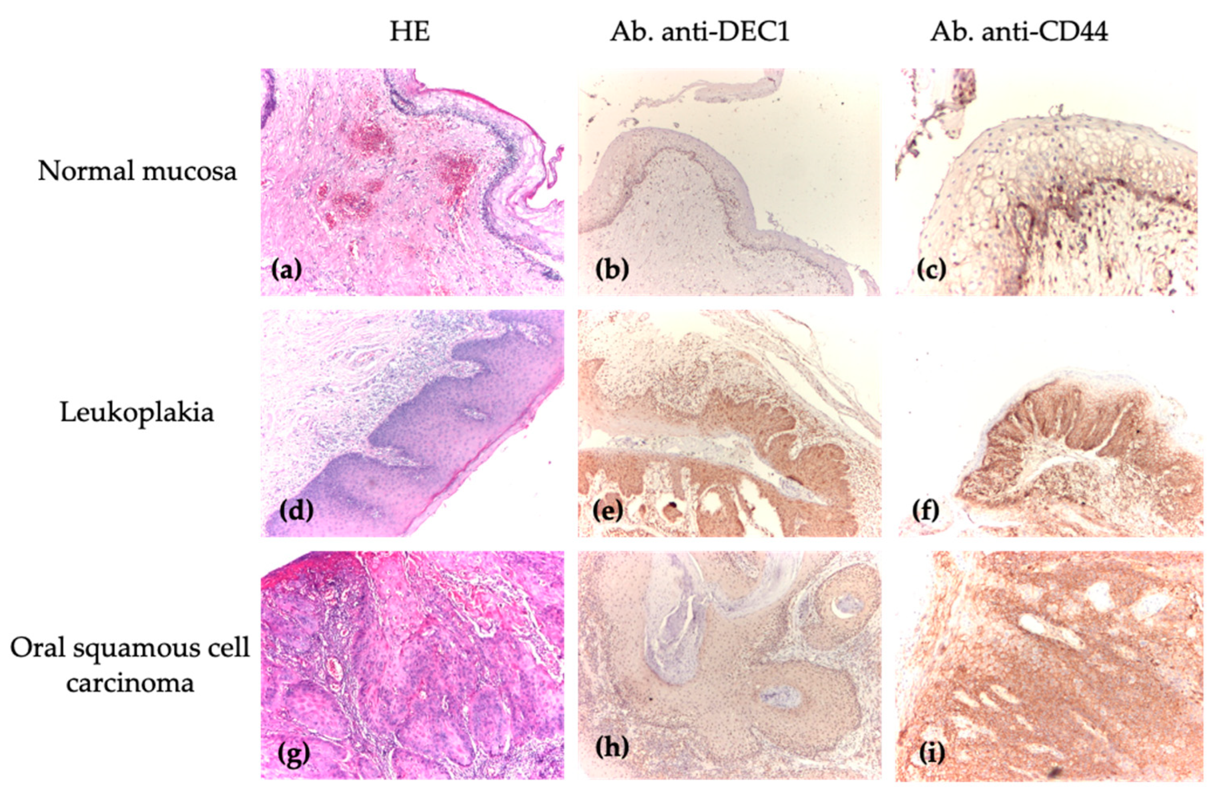 Medicina 61 00251 g004