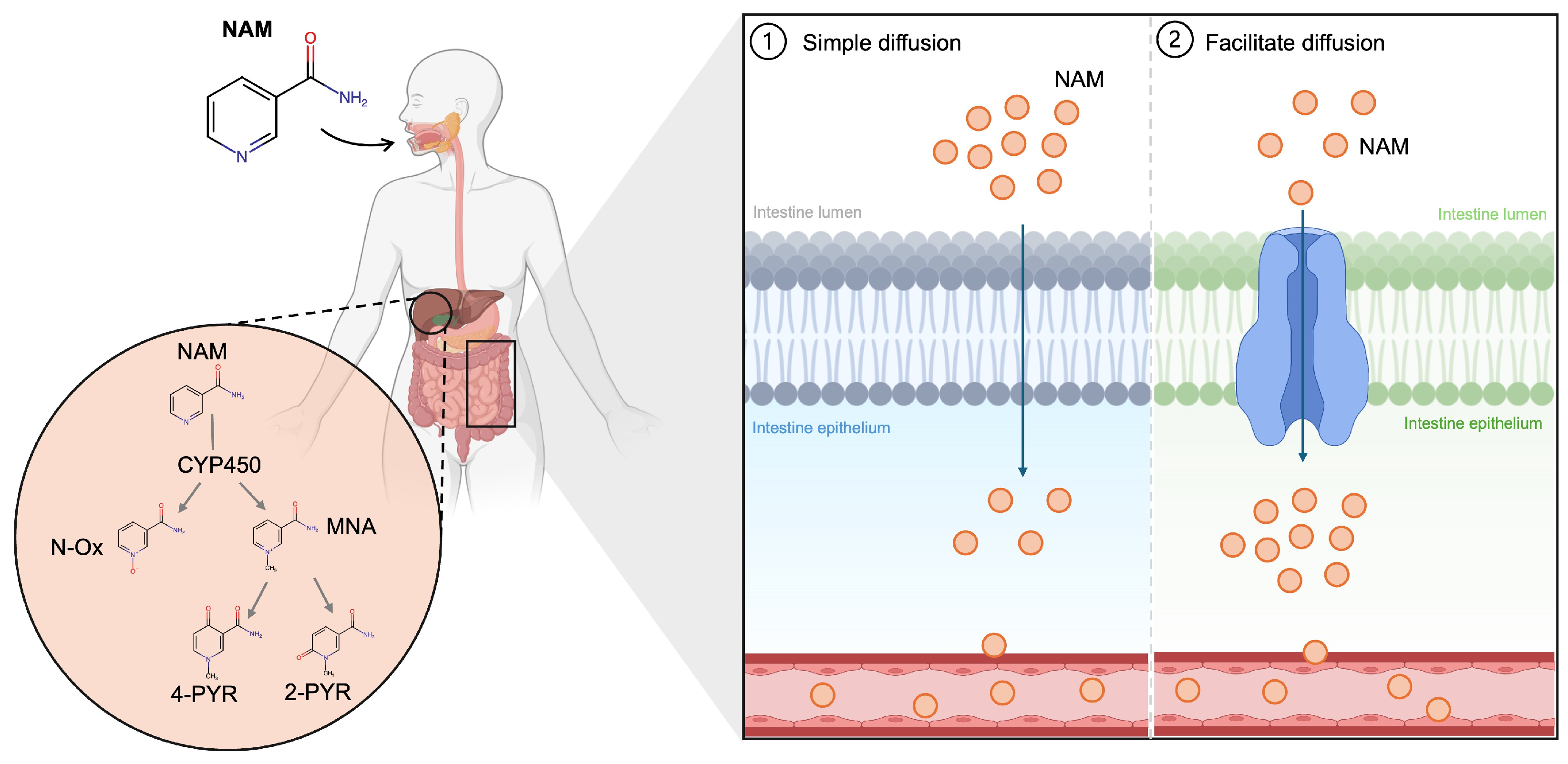 Medicina 61 00254 g002