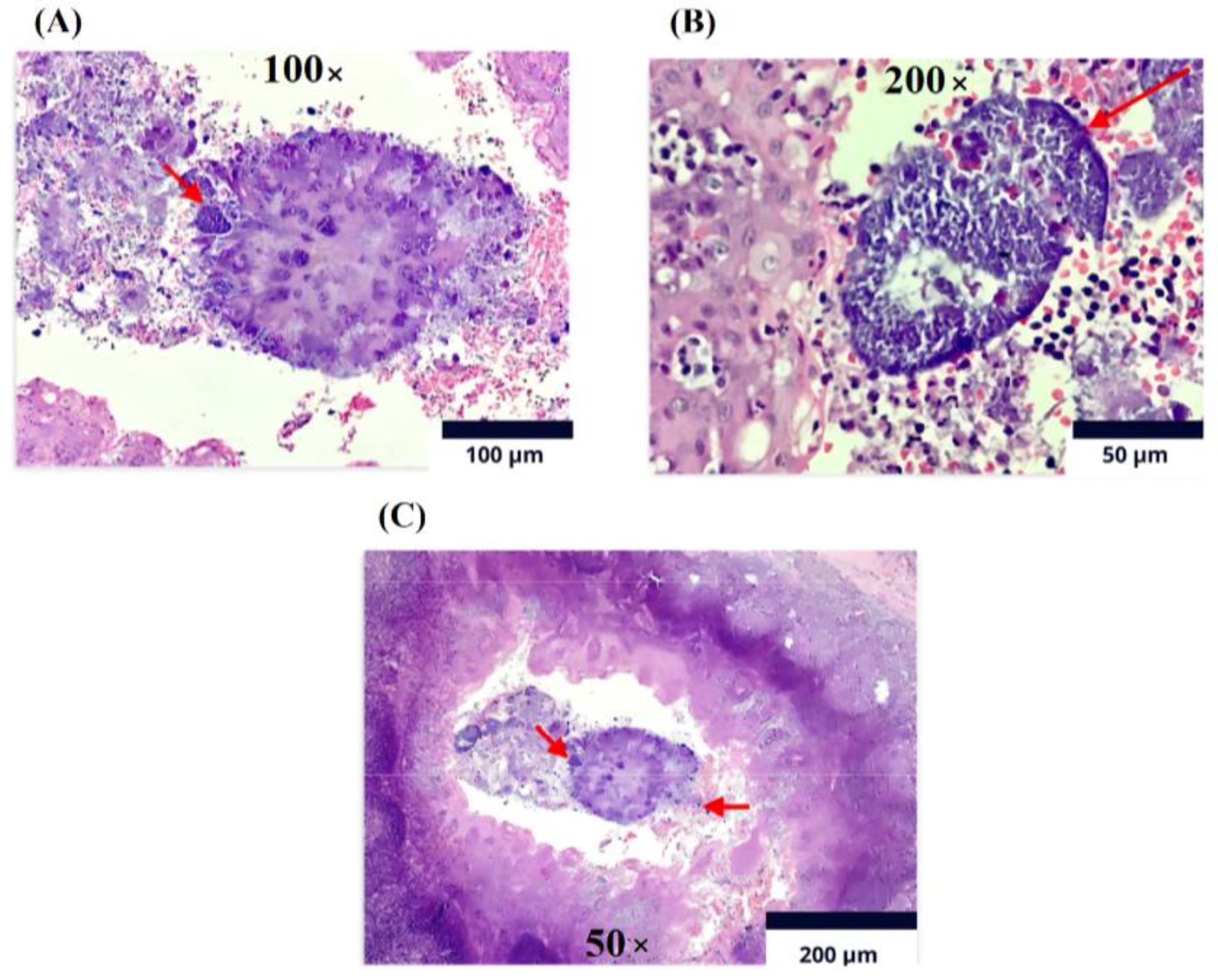 Medicina 61 00256 g002