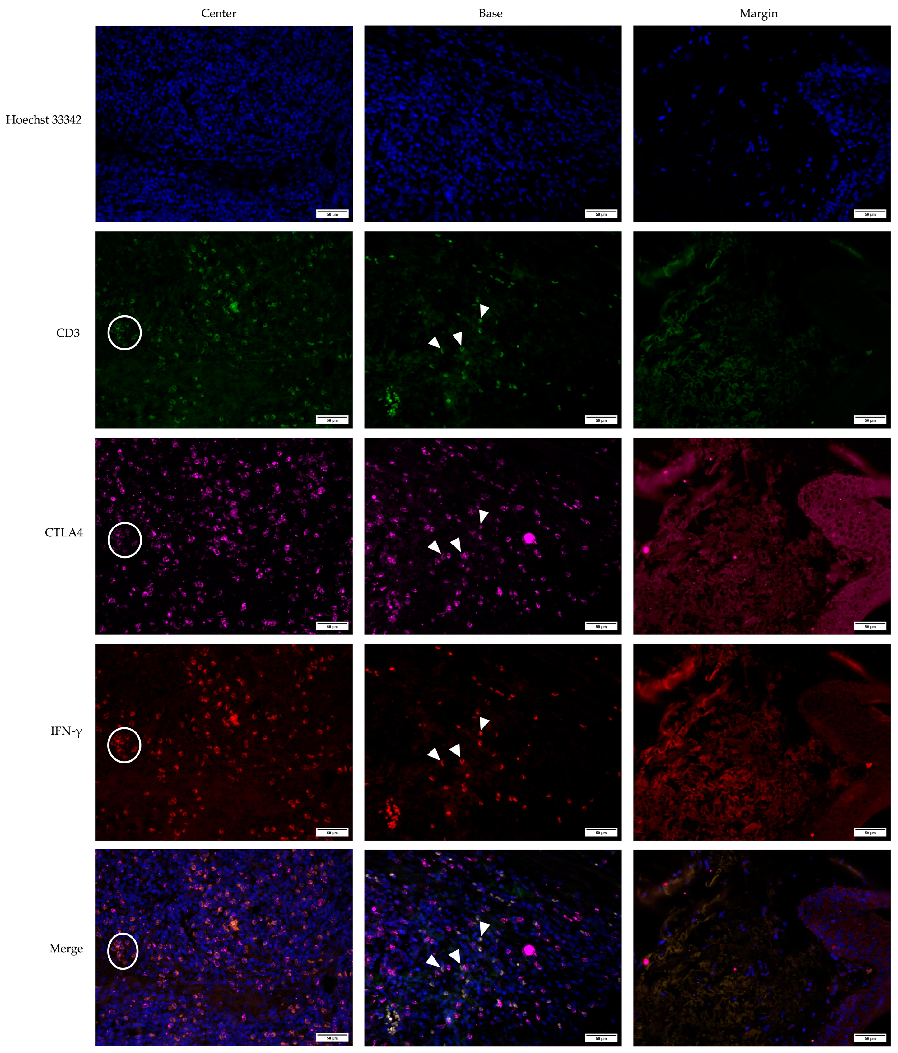Medicina 61 00330 g006