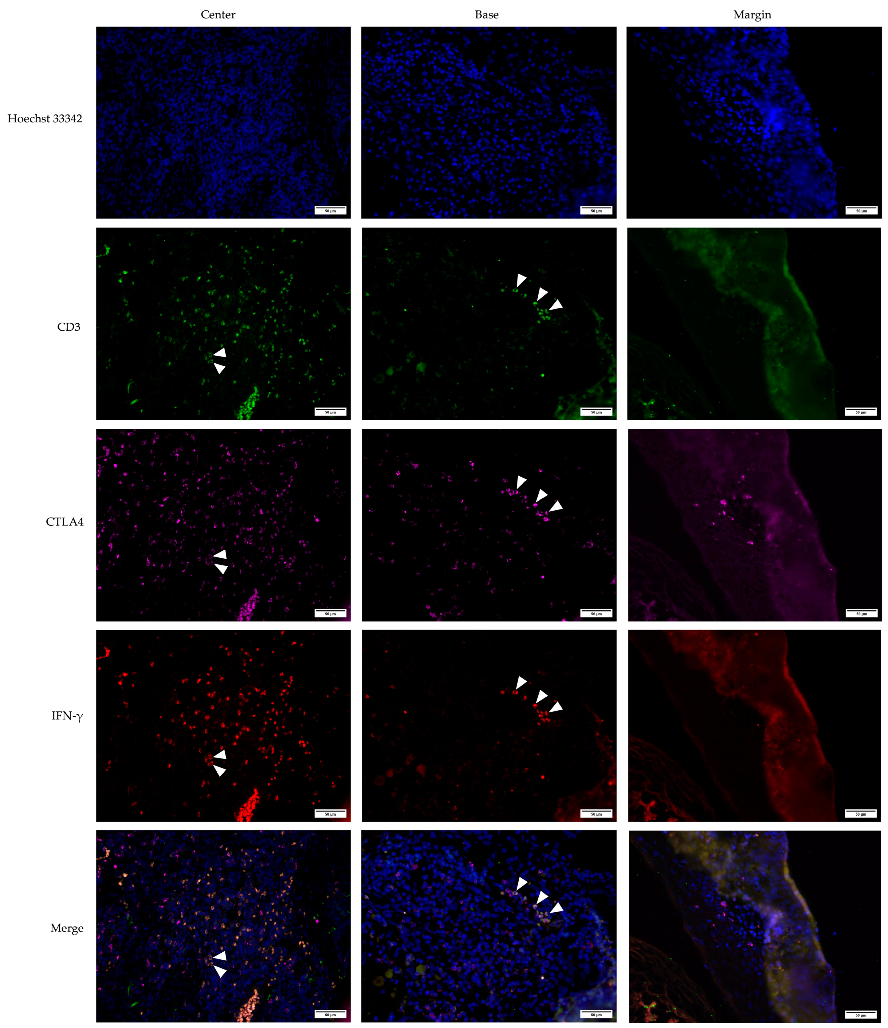 Medicina 61 00330 g007