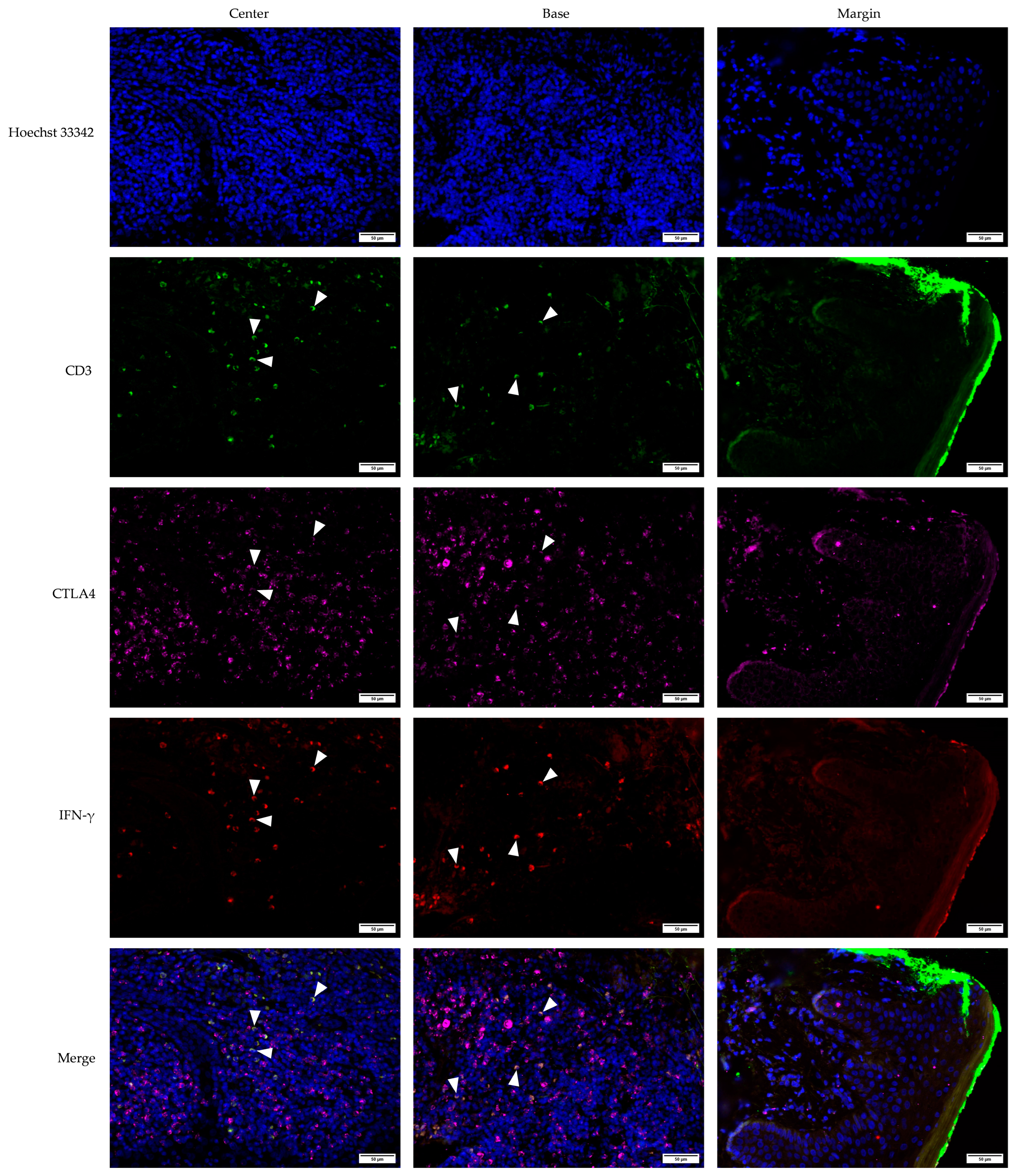 Medicina 61 00330 g008