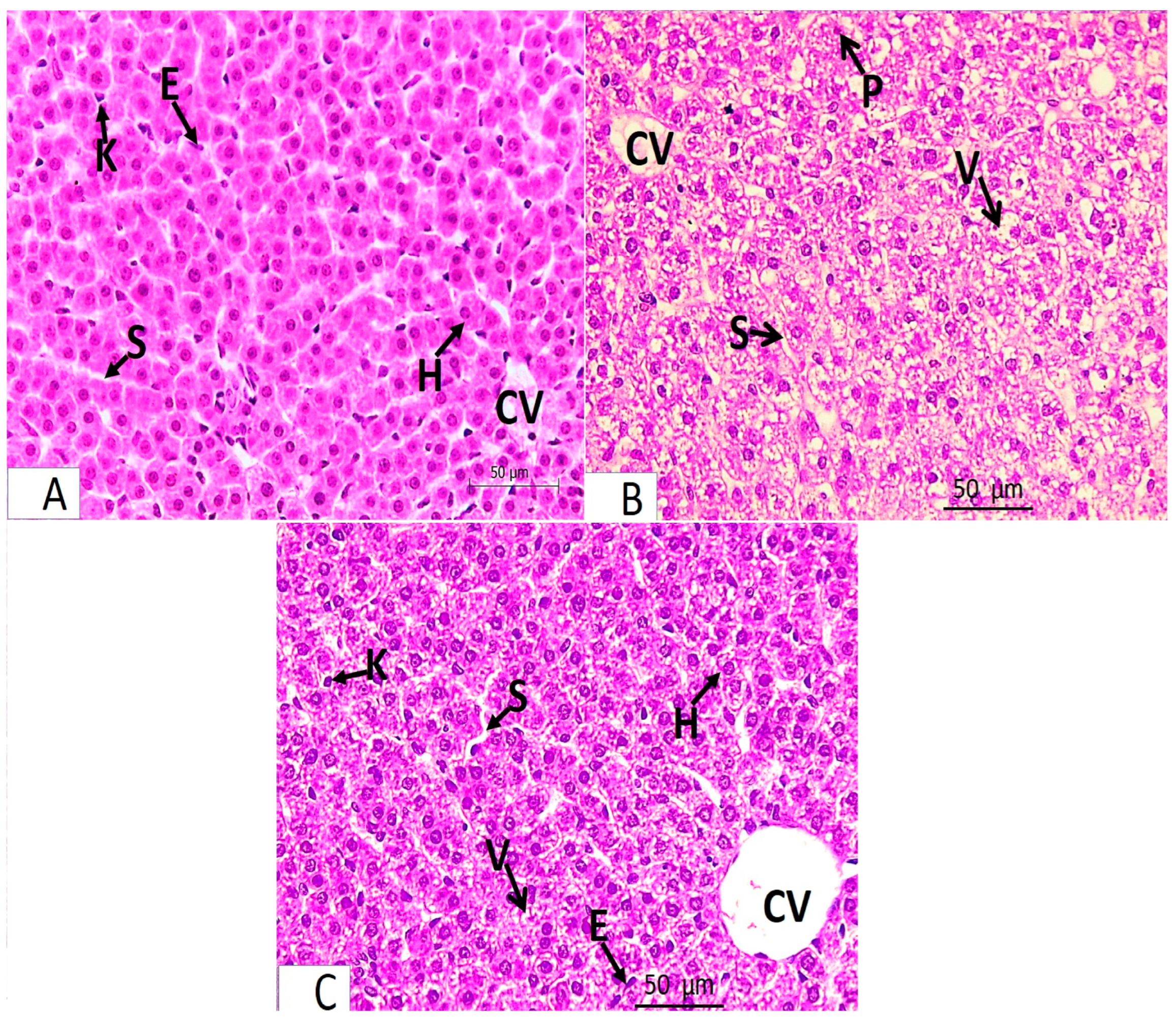 Medicina 61 00415 g001