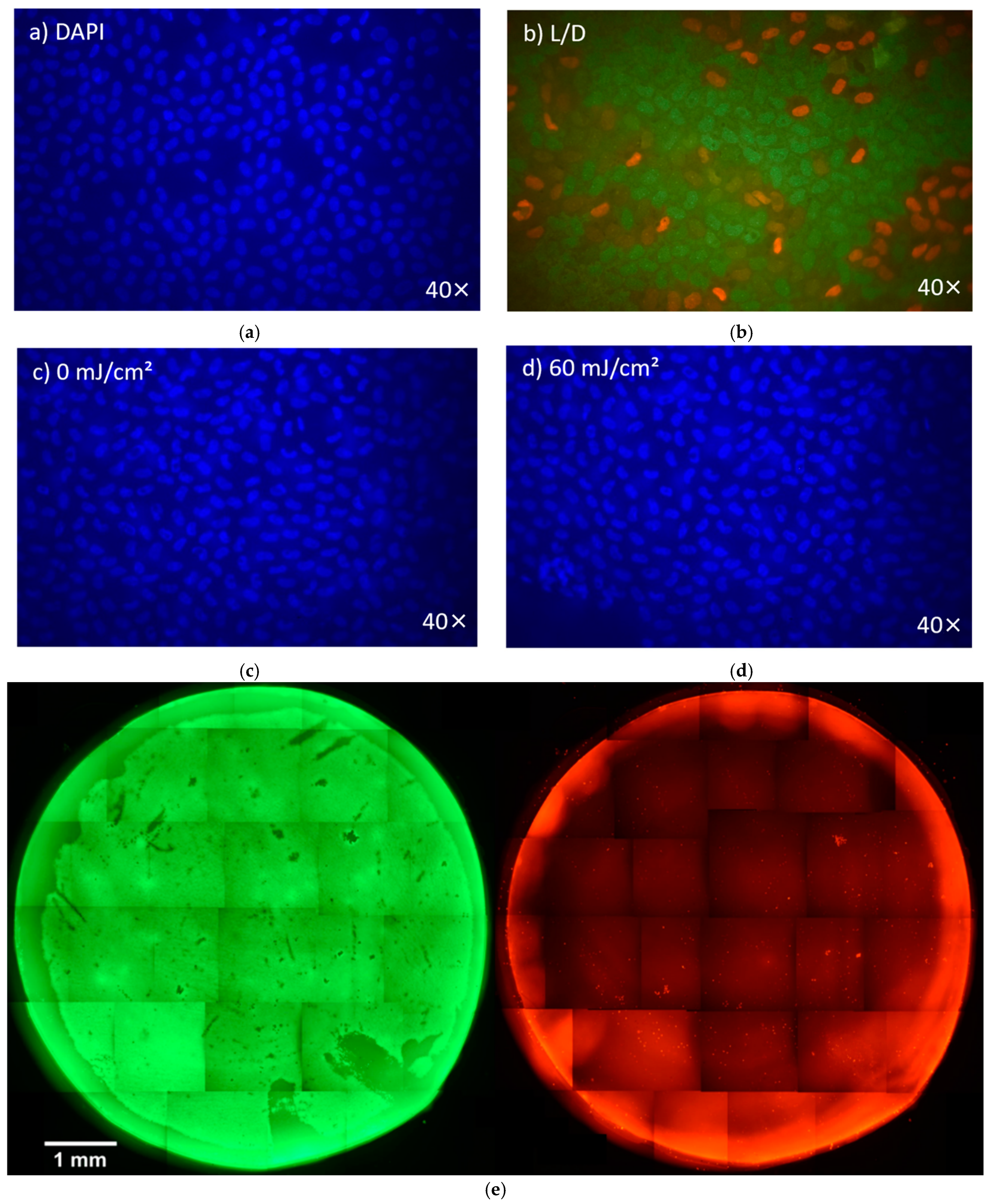 Medicina 61 00416 g002