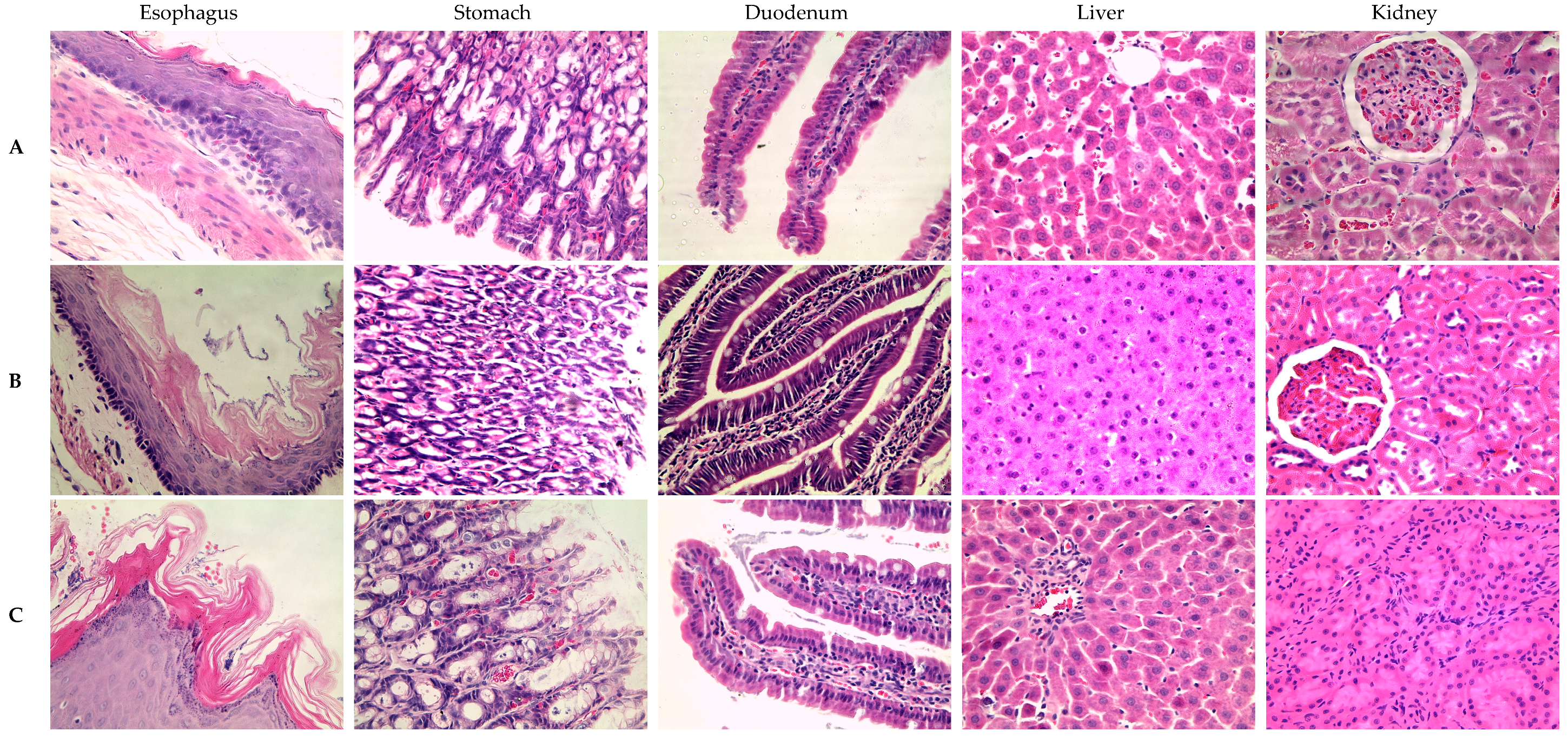 Medicina 61 00429 g003a