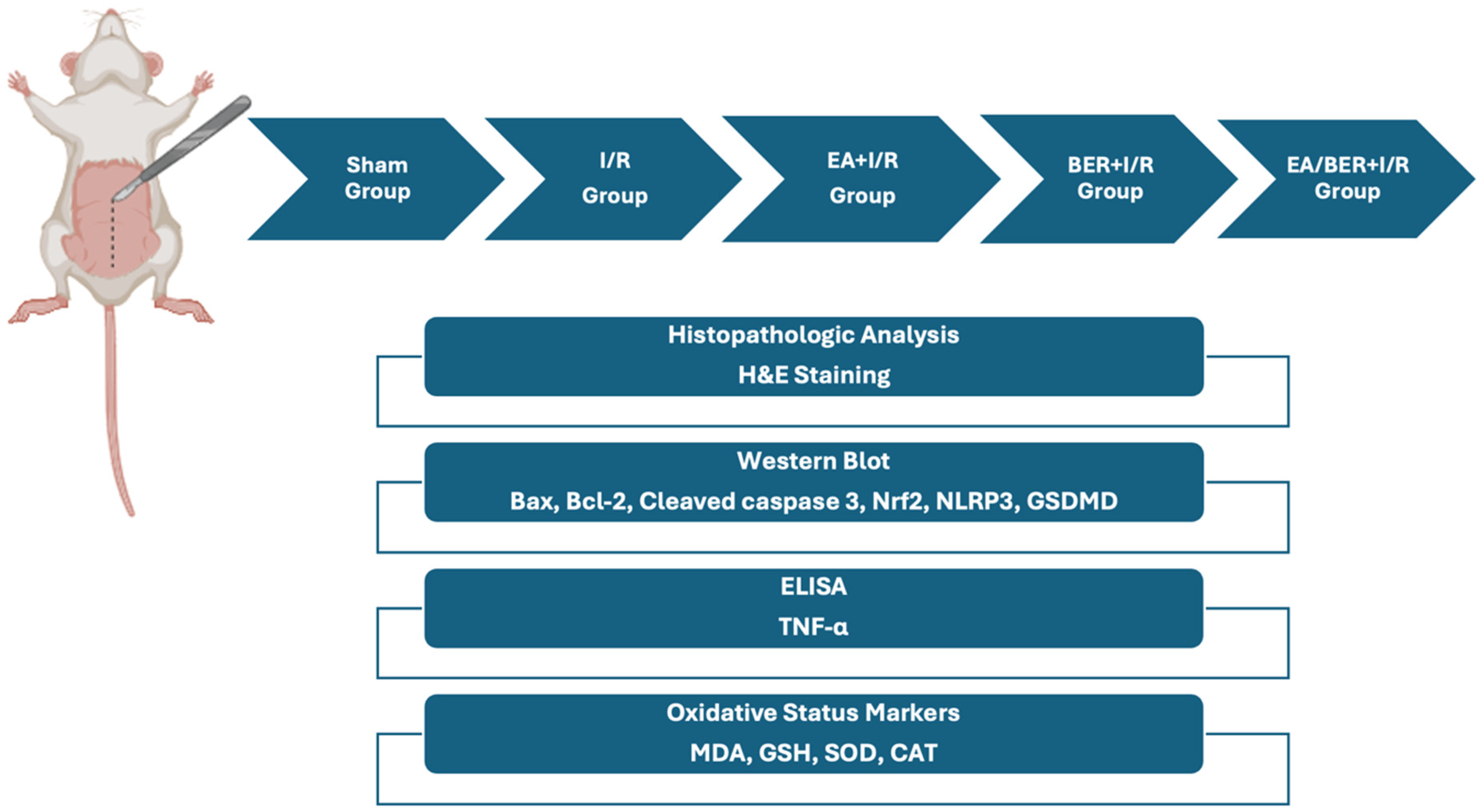 Medicina 61 00451 g001