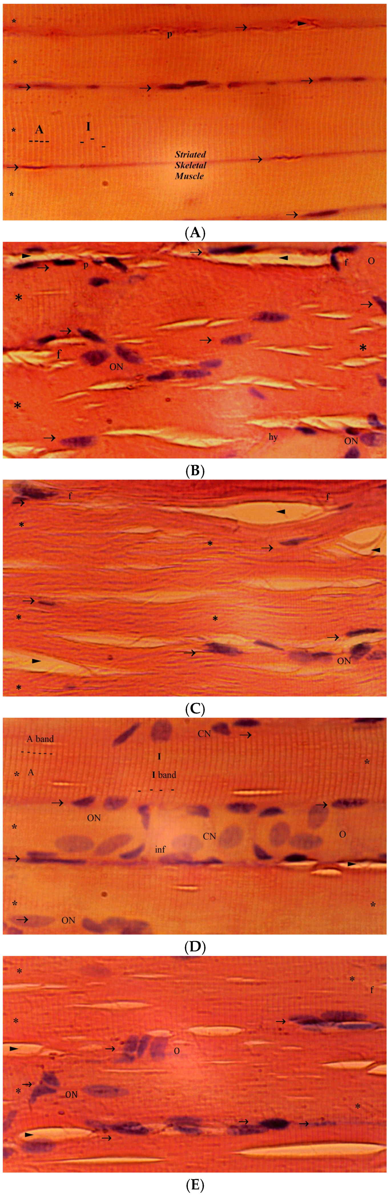 Medicina 61 00451 g002