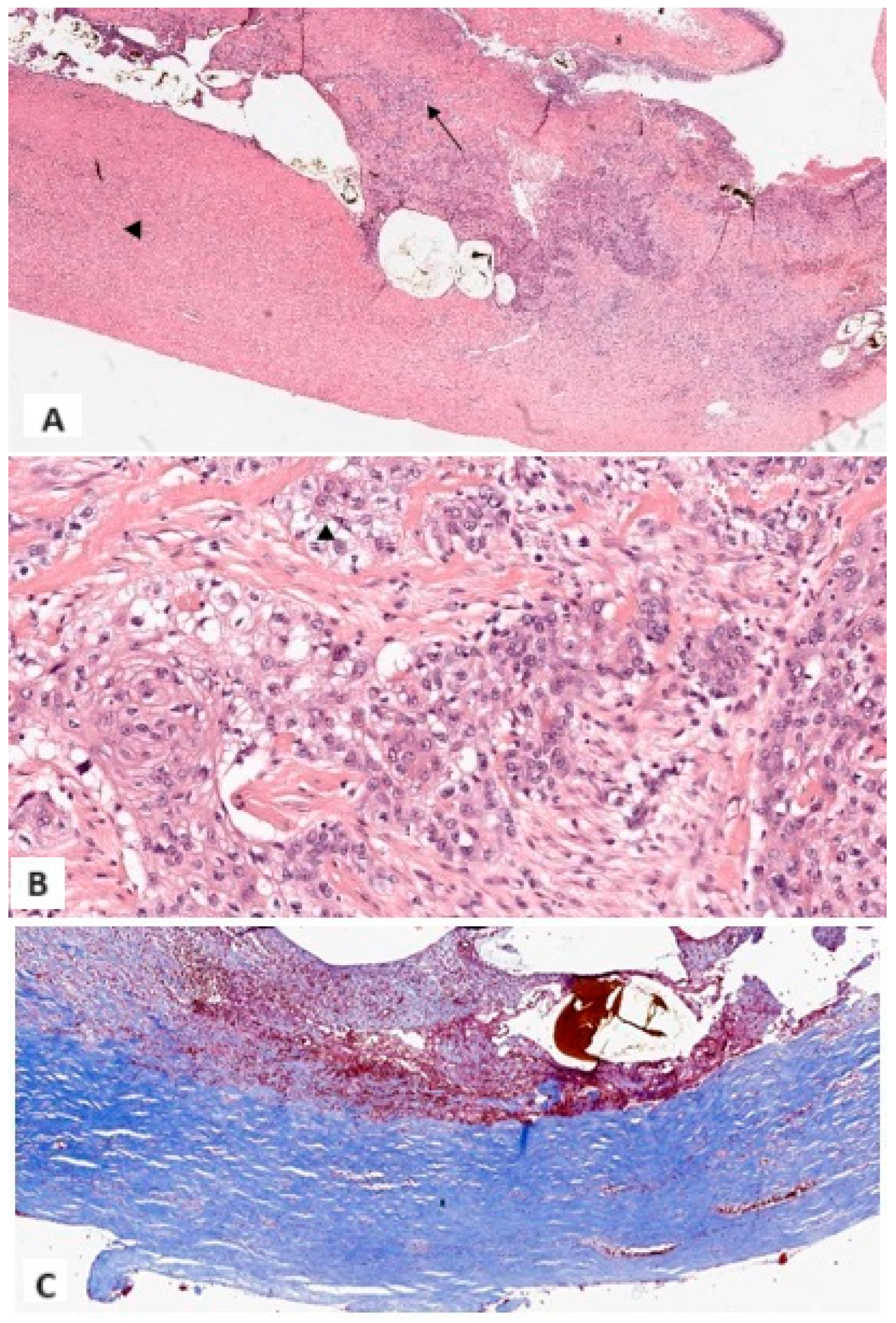 Medicina 61 00452 g004