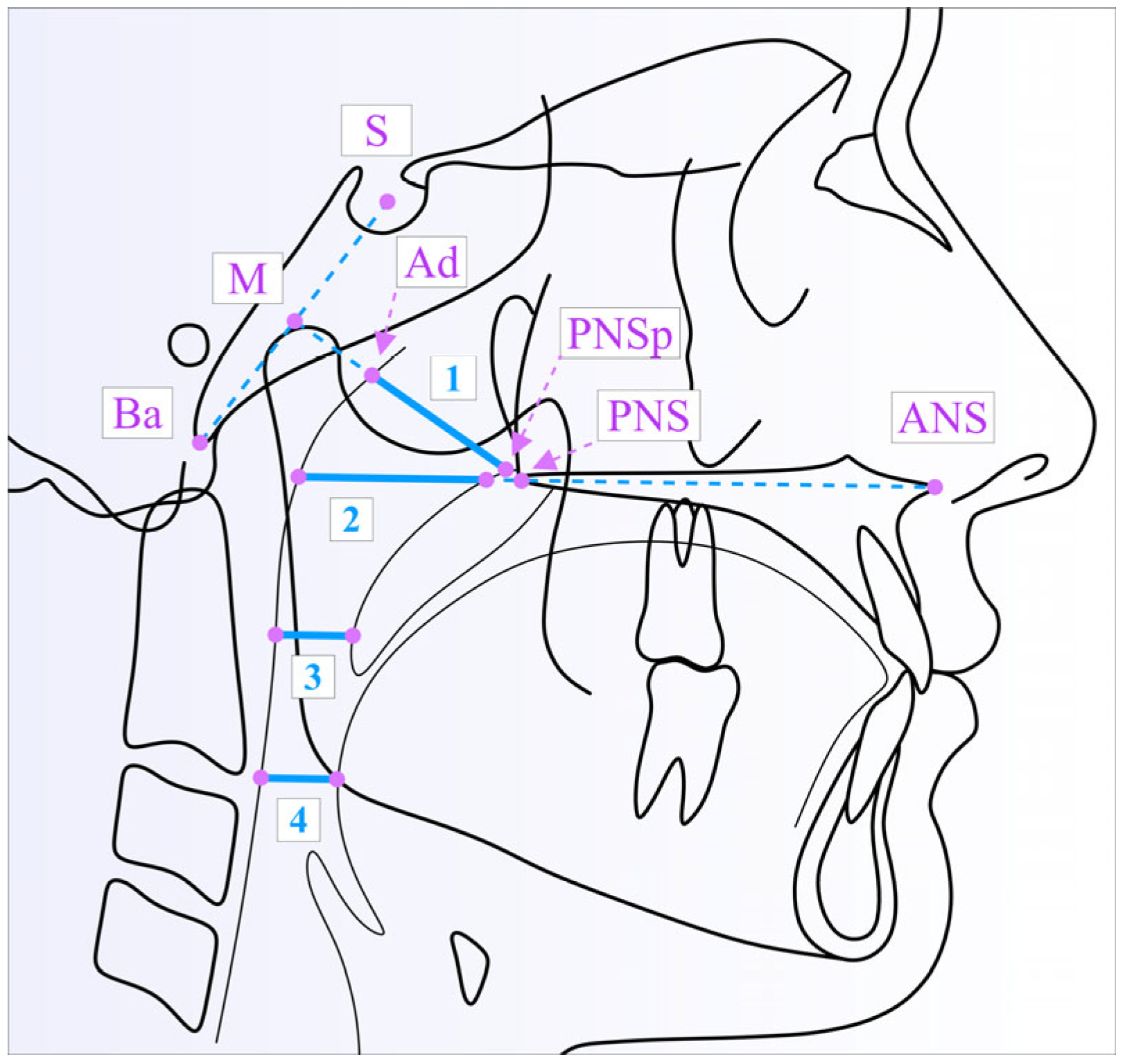 Medicina 61 00463 g003