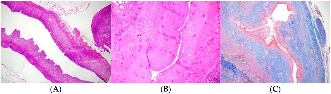 Medicina 61 00482 g001