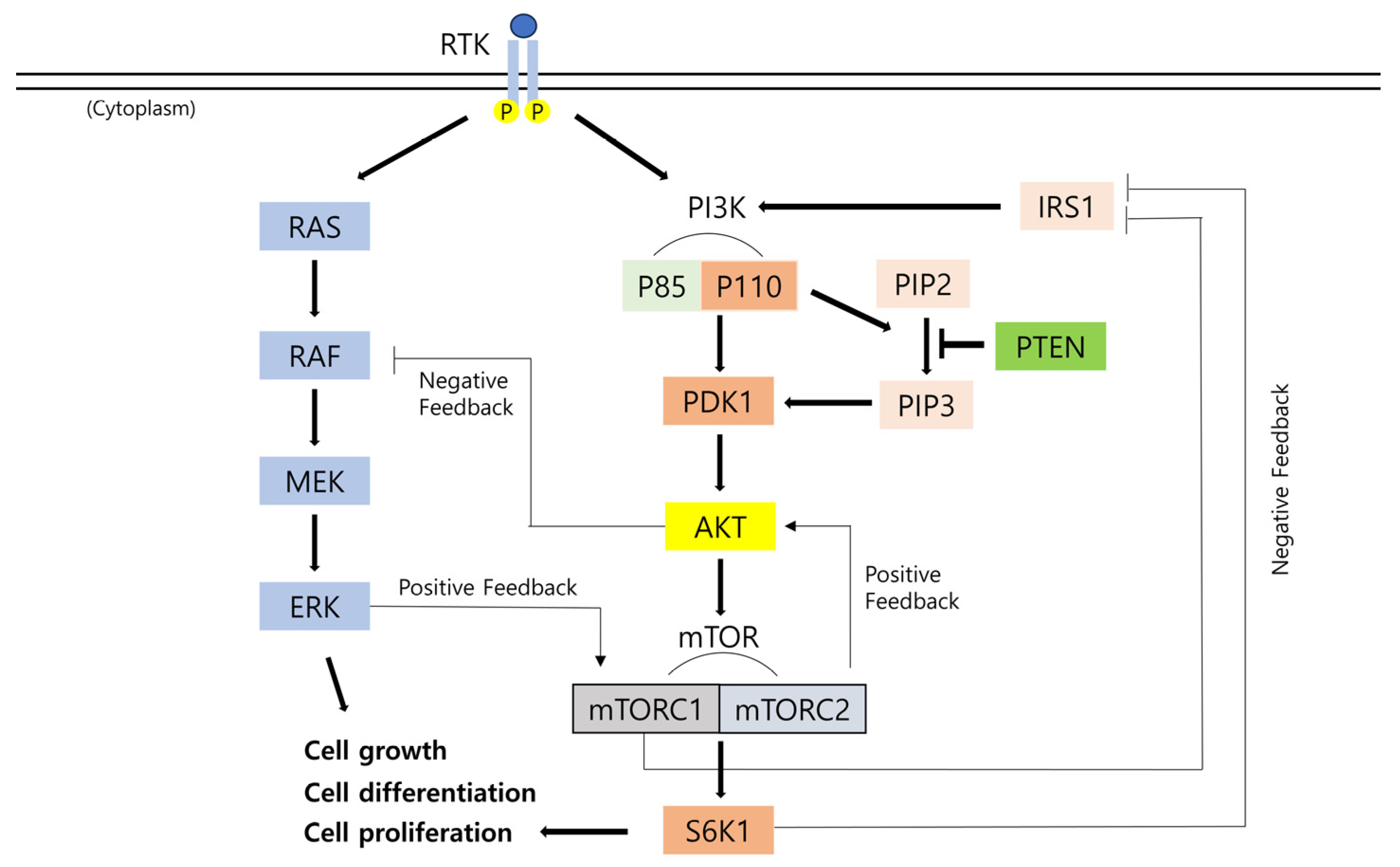 Medicina 61 00518 g002