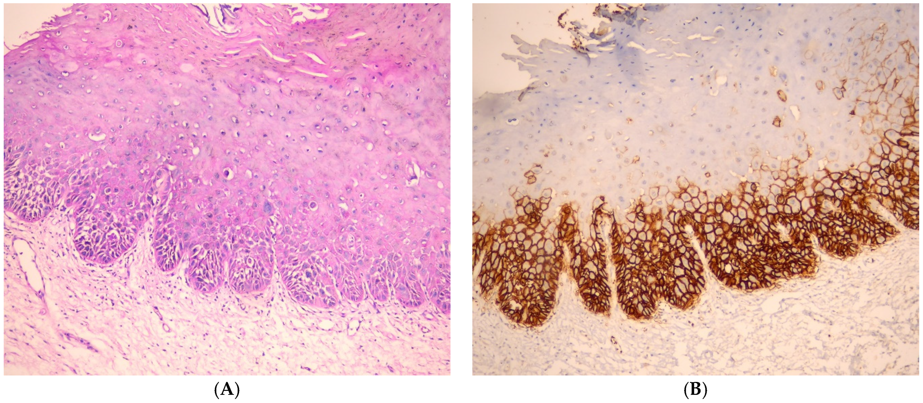 Medicina 61 00557 g002